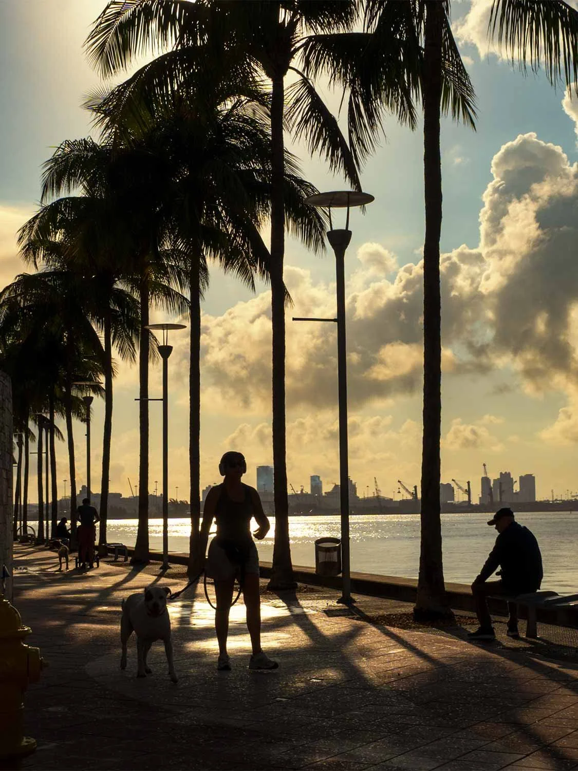 Miami waterfront dog walk at sunset, palm tree promenade, bayfront lifestyle photography, golden hour silhouette.