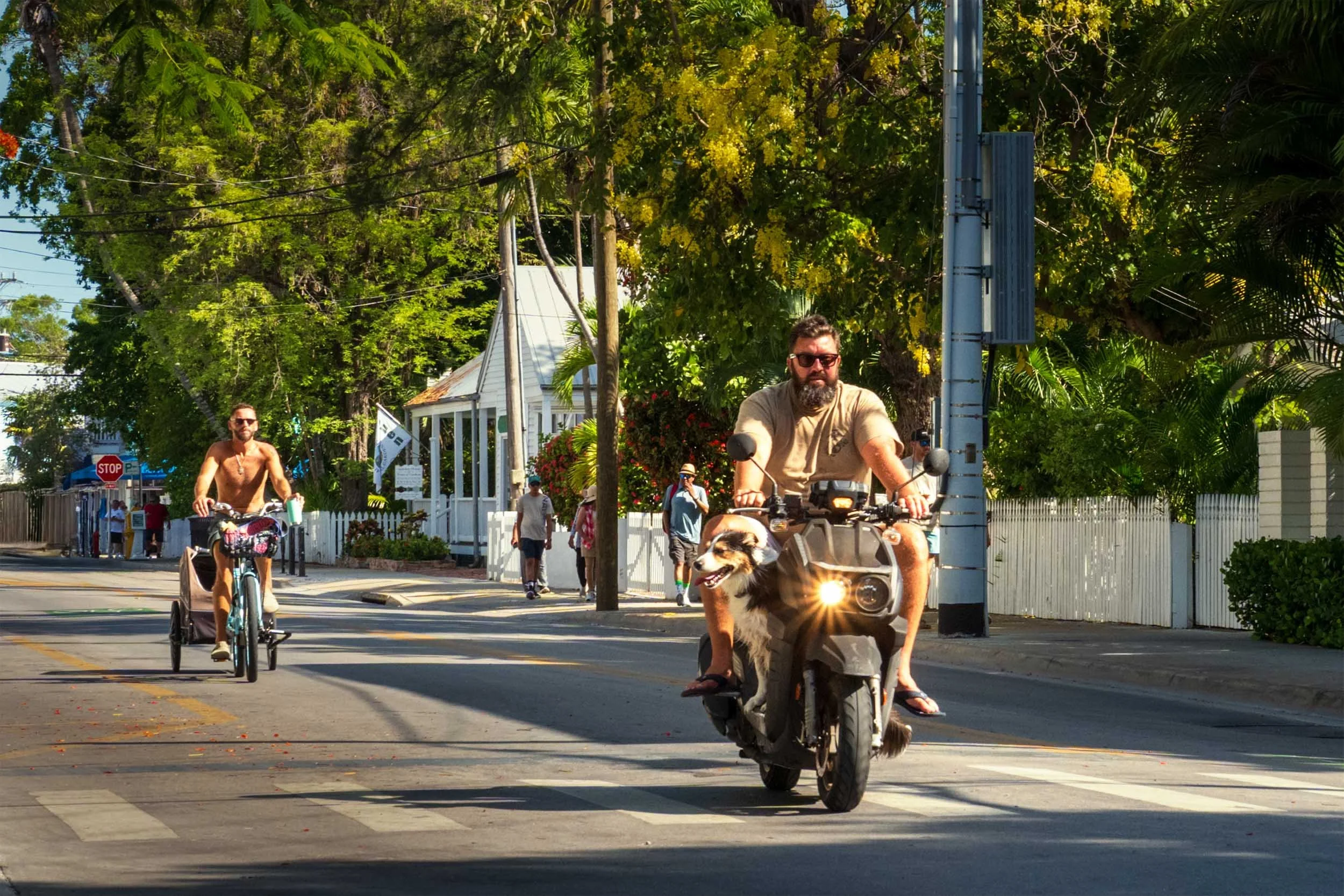 Bearded man riding a scooter with a dog in Key West, Florida, with a cyclist pulling a trailer behind him.