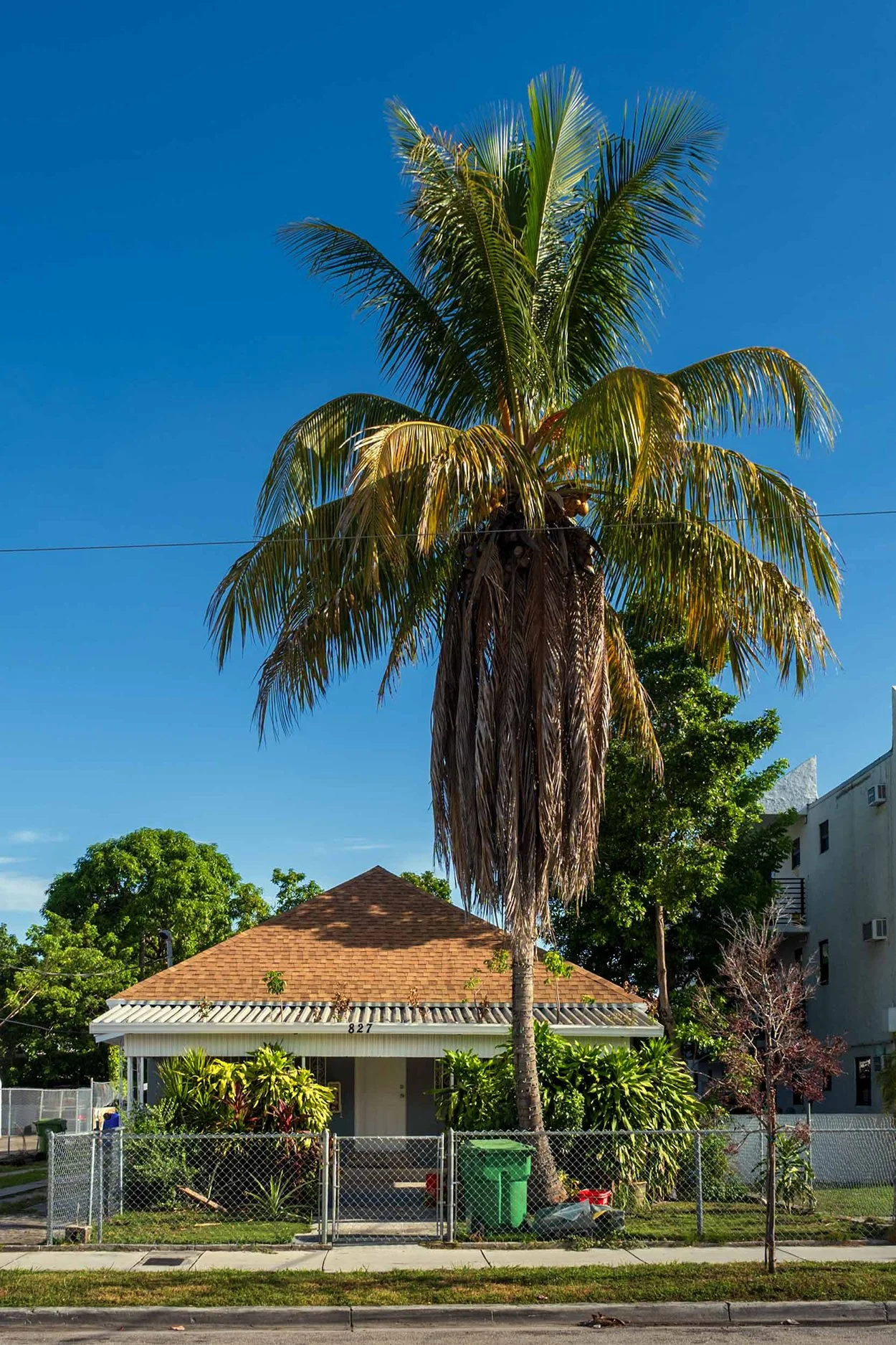 Hip-roof bungalow shaded by a coconut palm tree in Miami