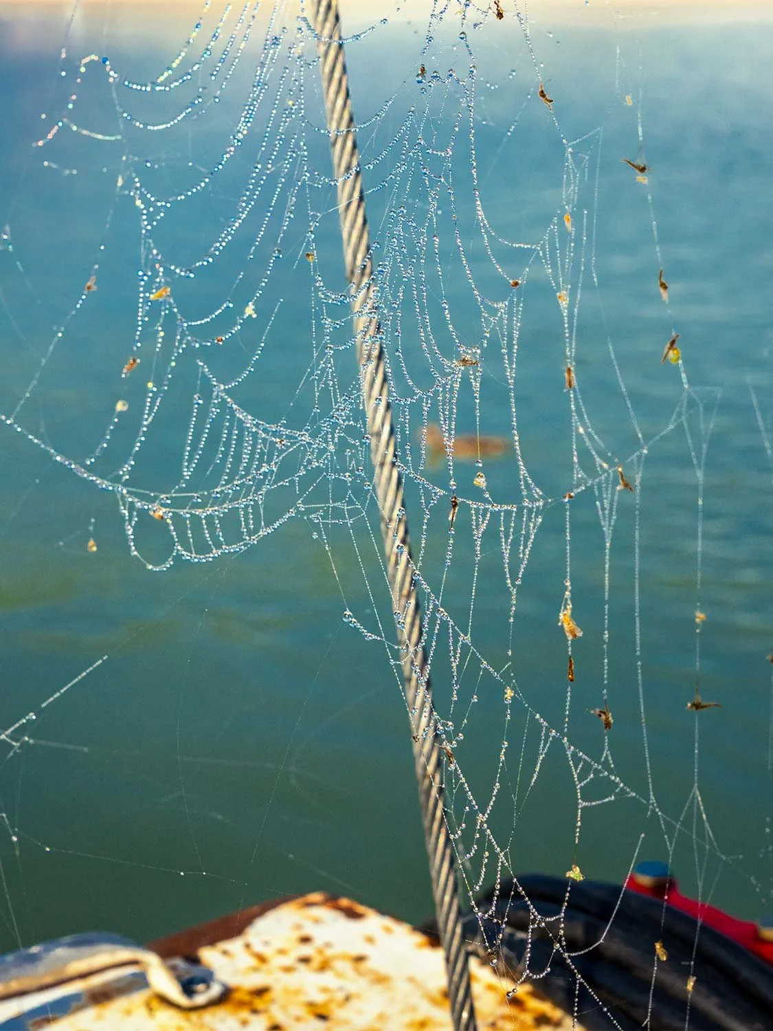 spiderweb water droplets marina rope dock coastal nature macro photography bokeh background
