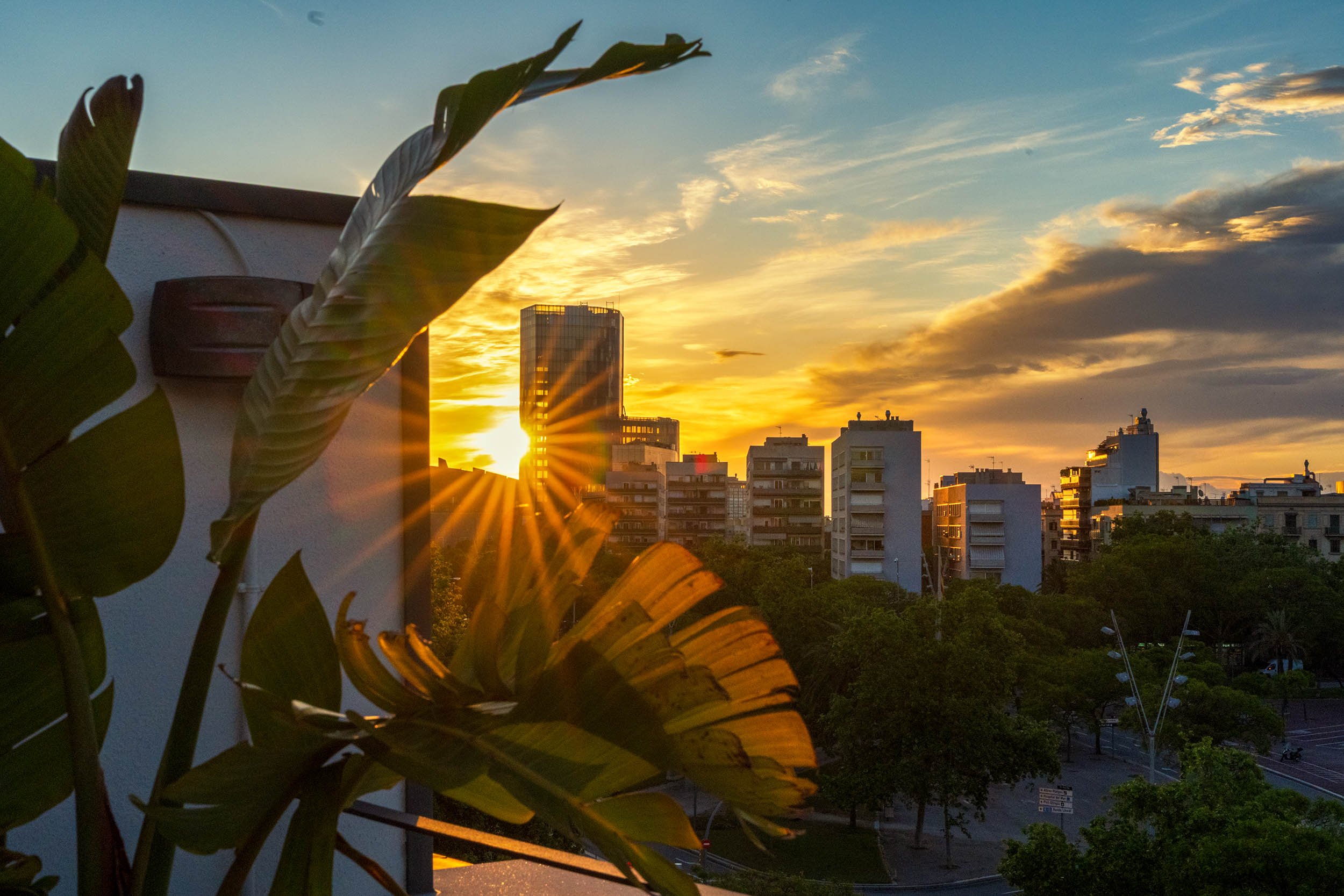 Sunset bursting through tropical leaves on a rooftop terrace, apartment buildings silhouetted against a golden sky