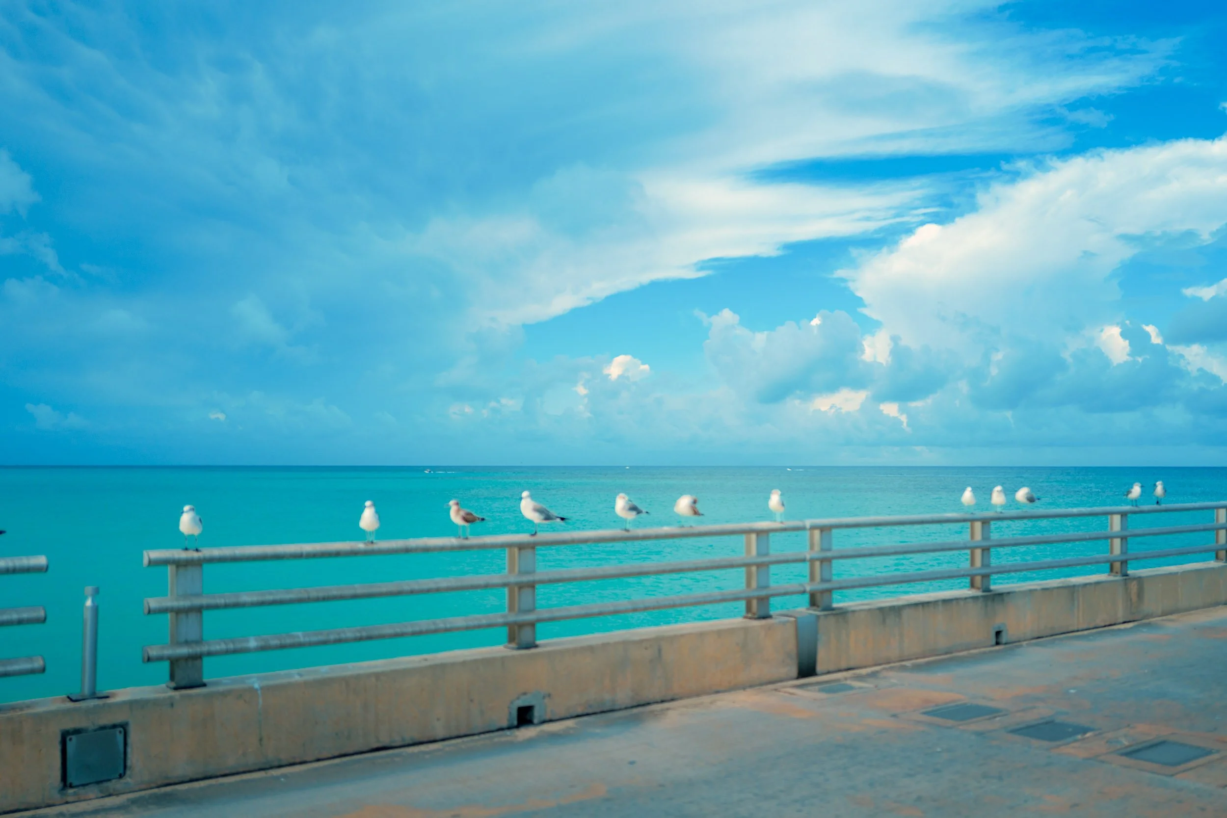 Birds lining the railing on the pier in Bimini Bahamas