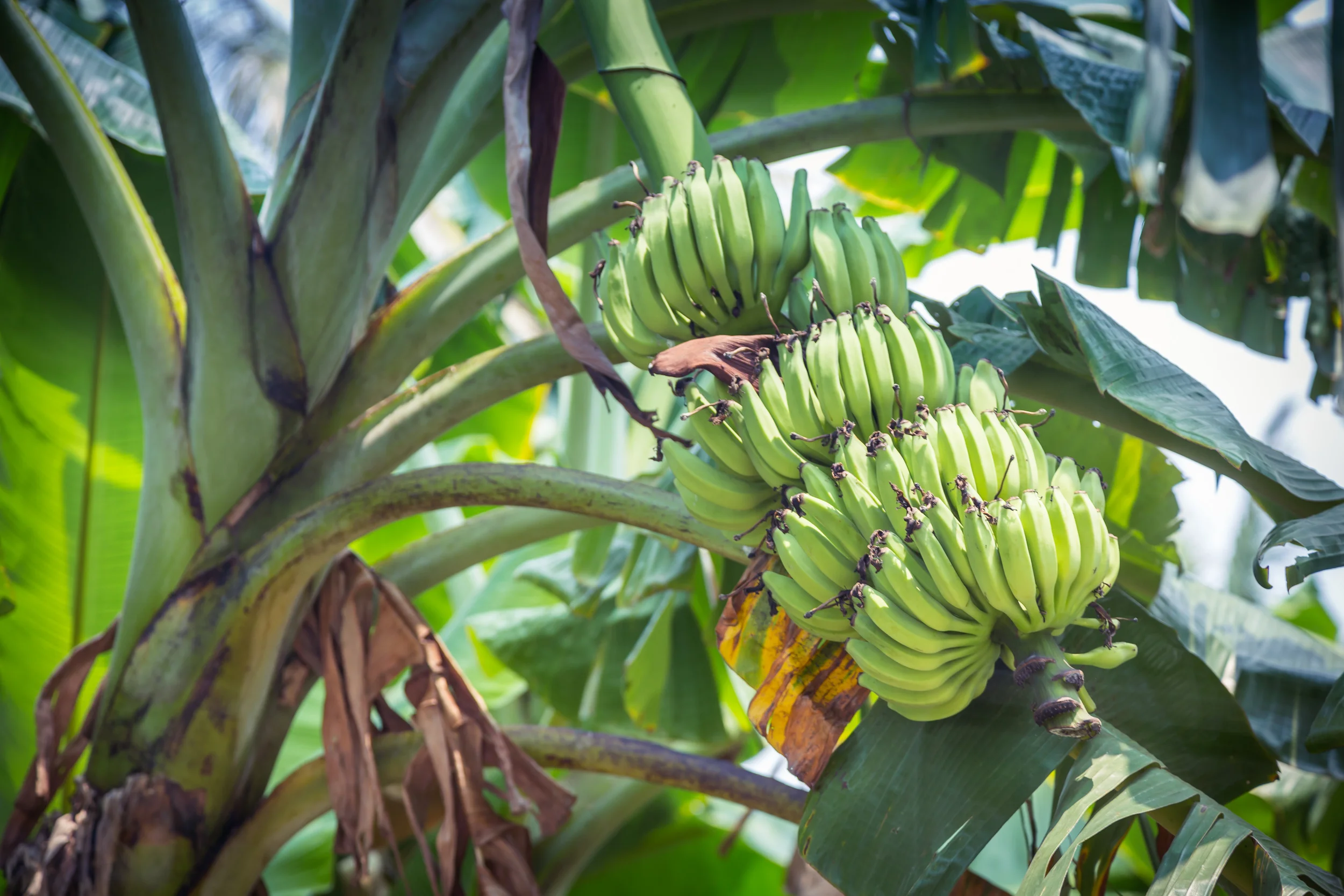 Roadside bananas
