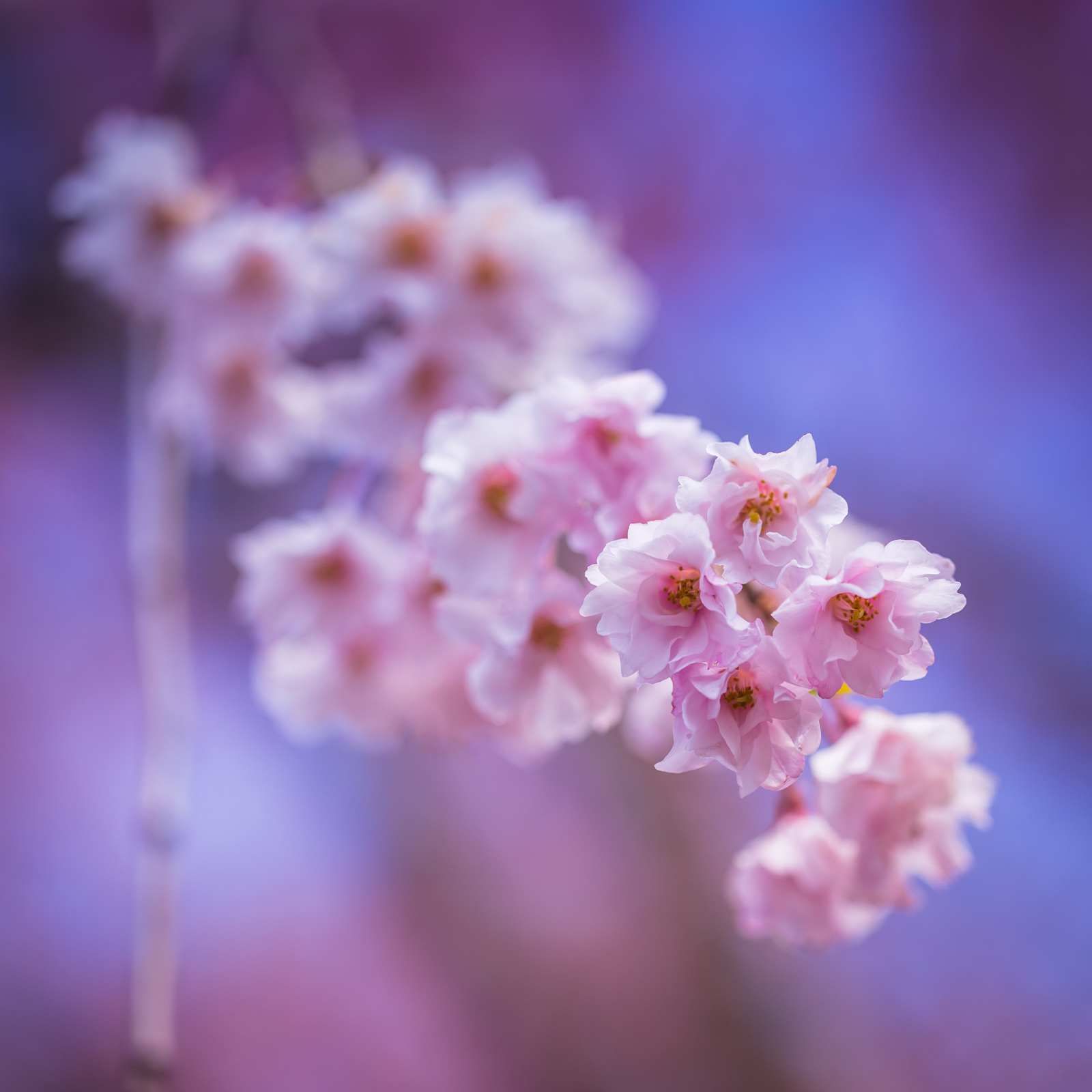 20140426-18524.jpg