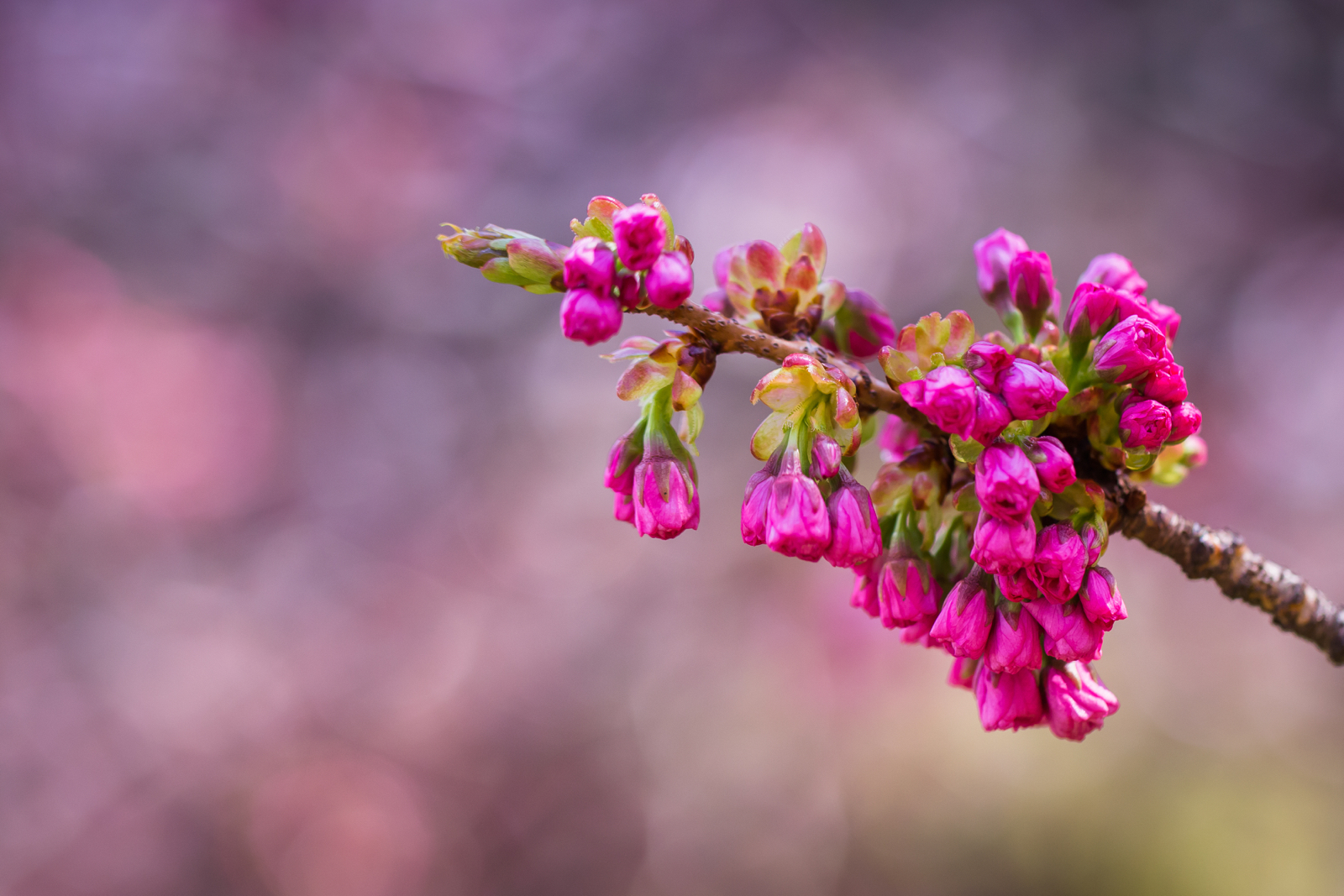 20140426-18564.jpg