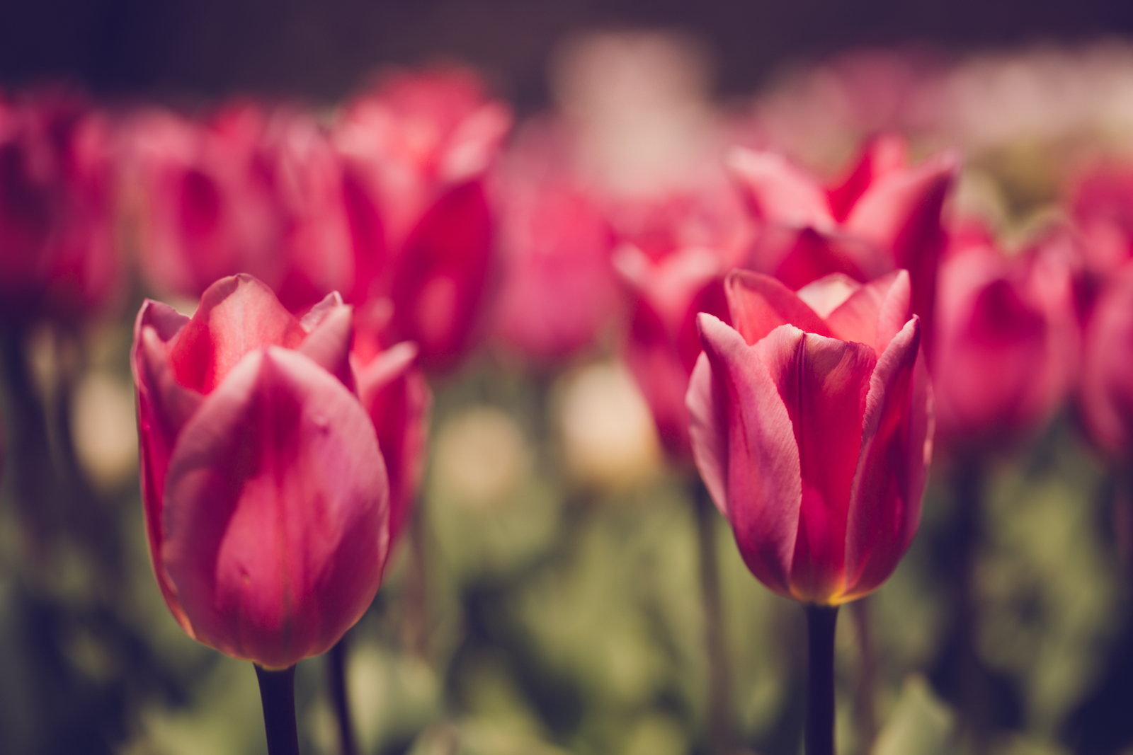 20140426-18609.jpg