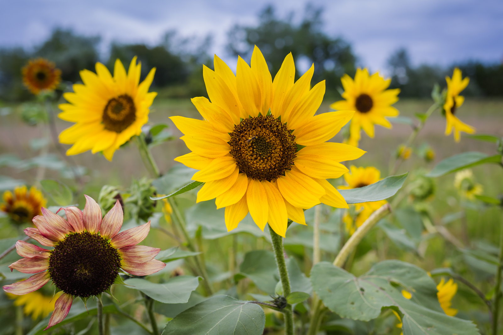 20140823-23588.jpg