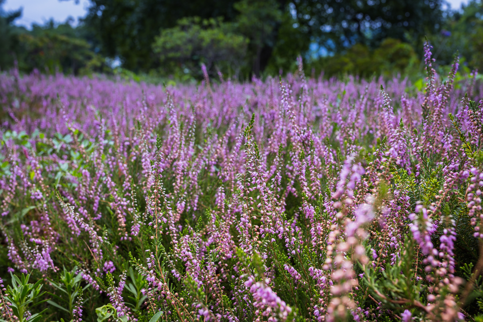 20140803-23034.jpg