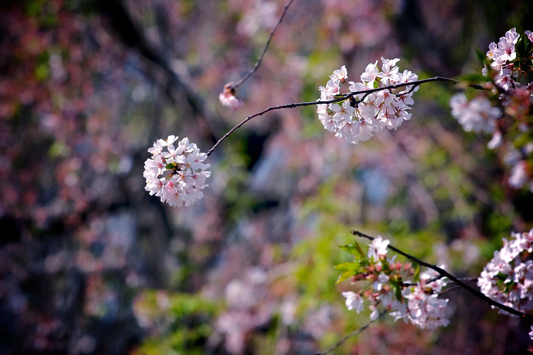 20080419-1819.jpg
