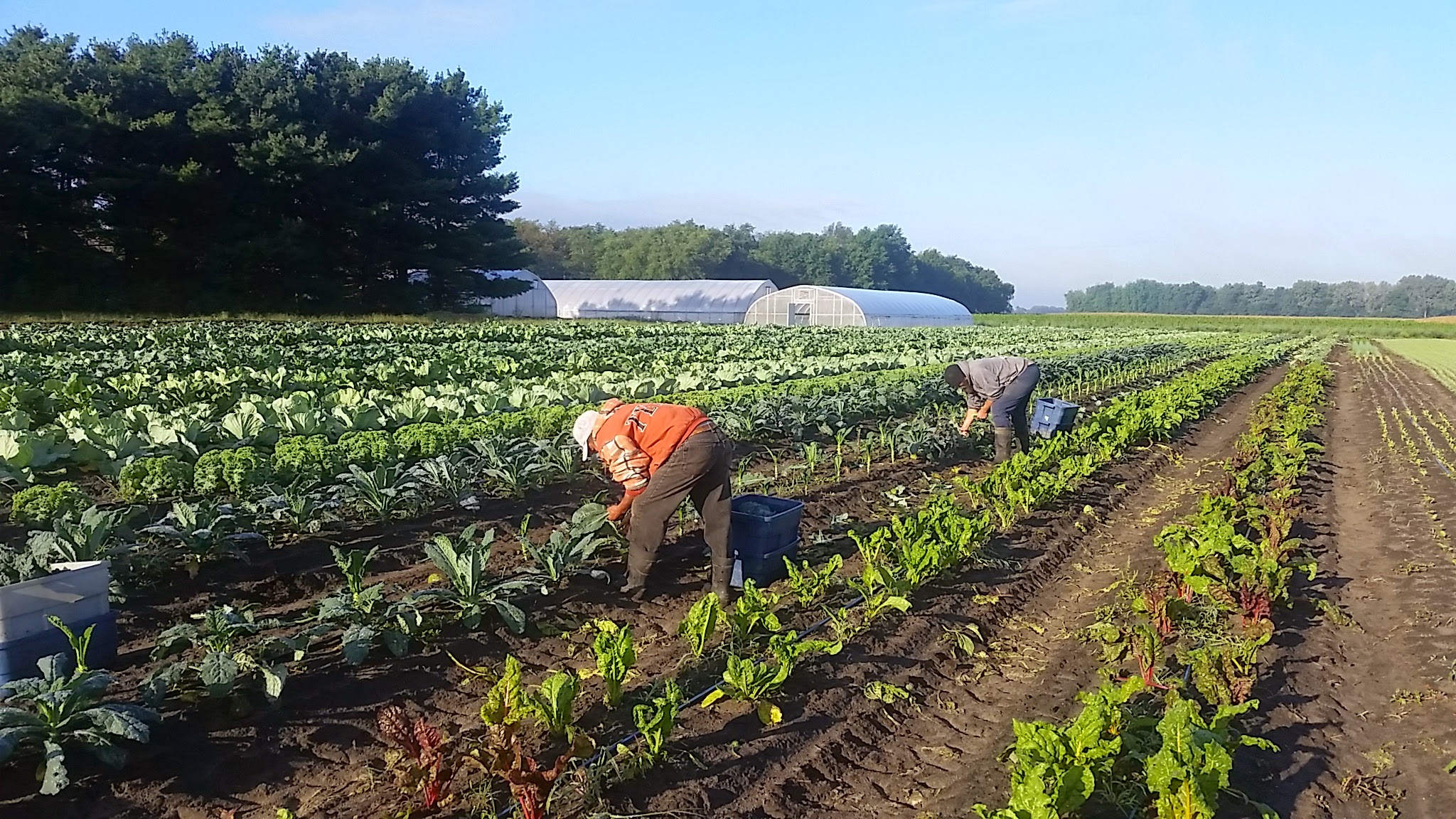 Harvesting Lacinato Kale