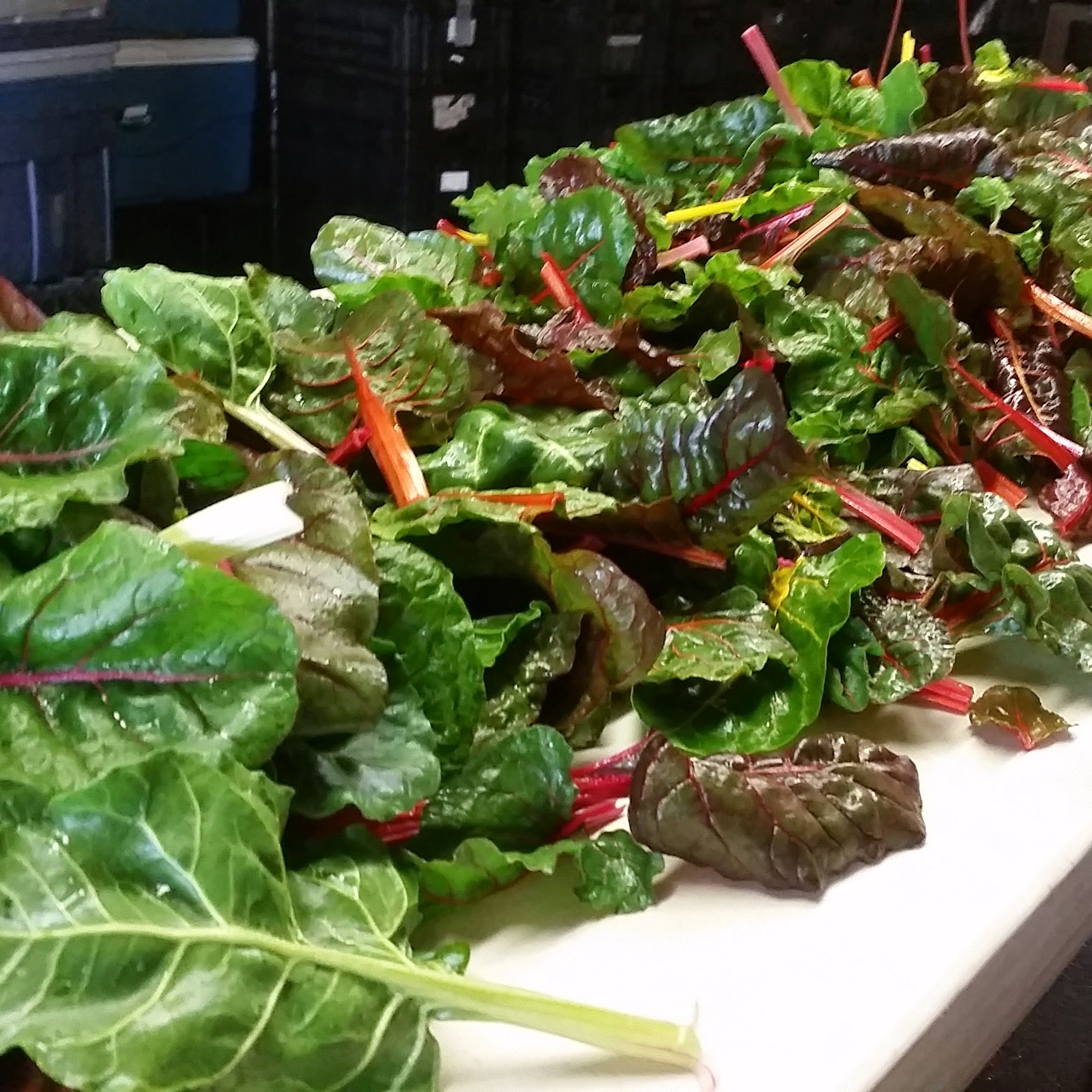 Swiss Chard ready for market