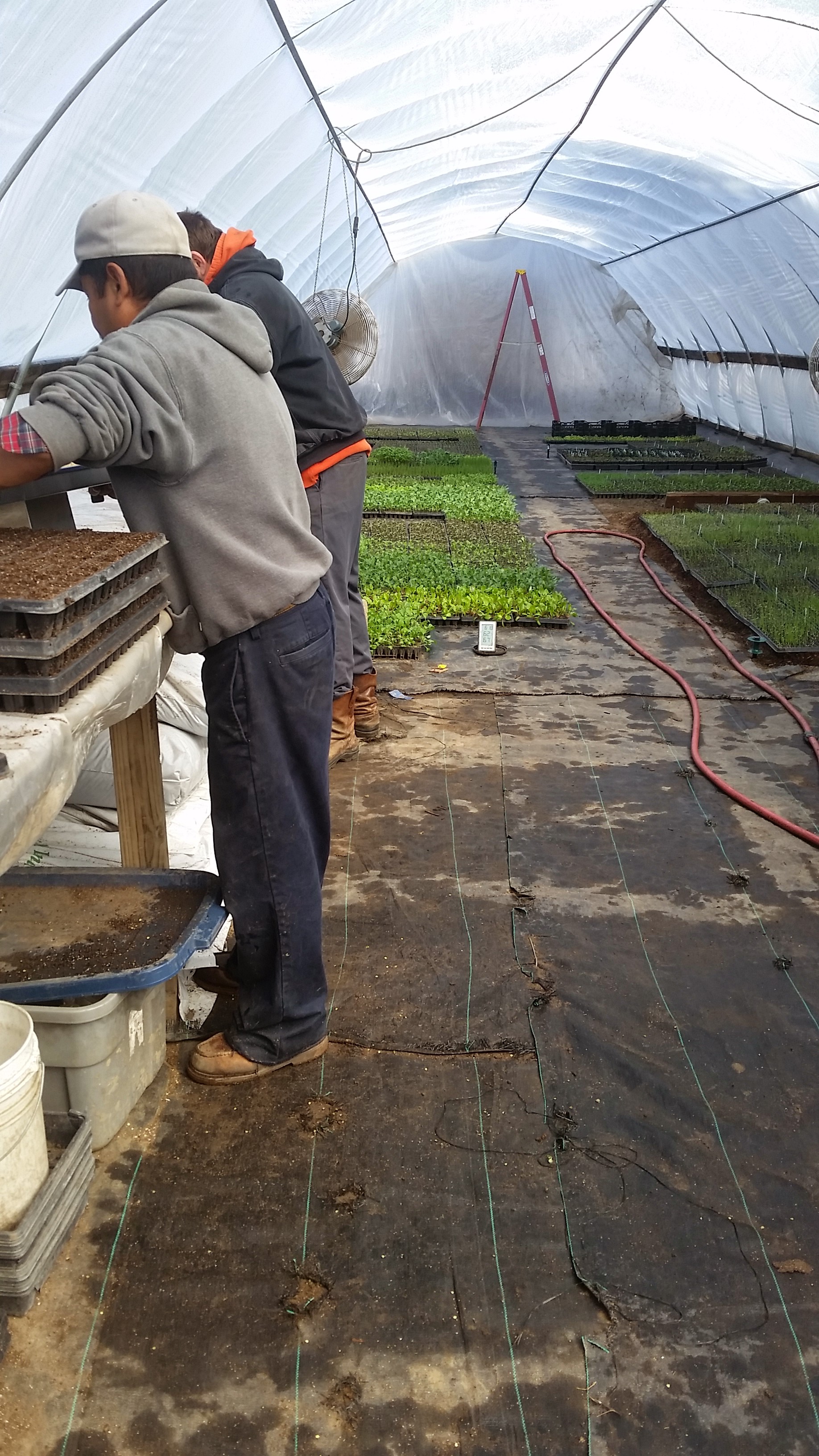 Seeding