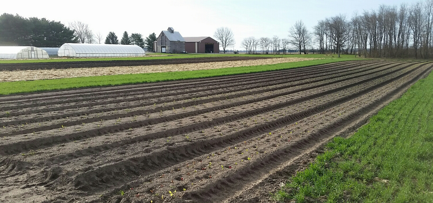 Bunching greens 