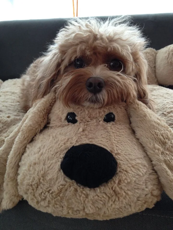 Chewbarka Executive Chairwoman and Chief of Security