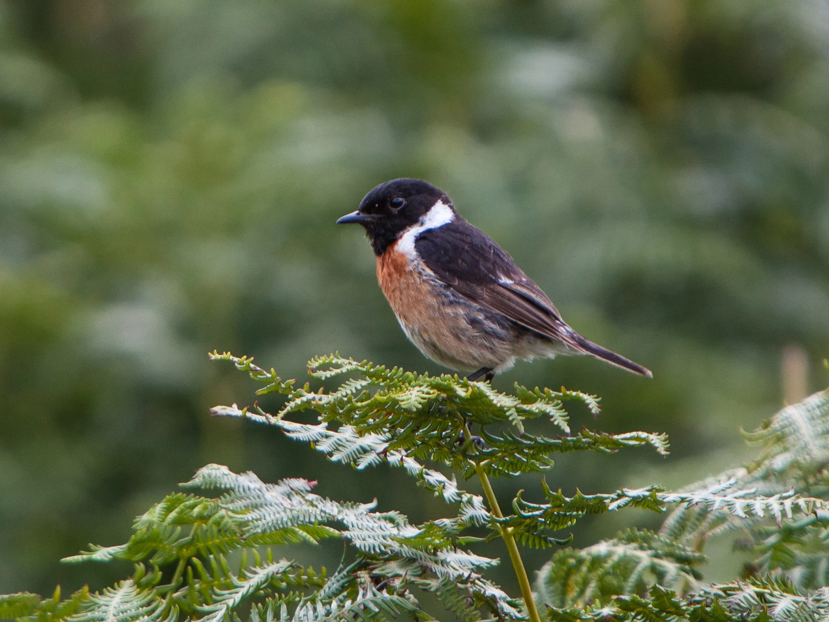 Stonechat