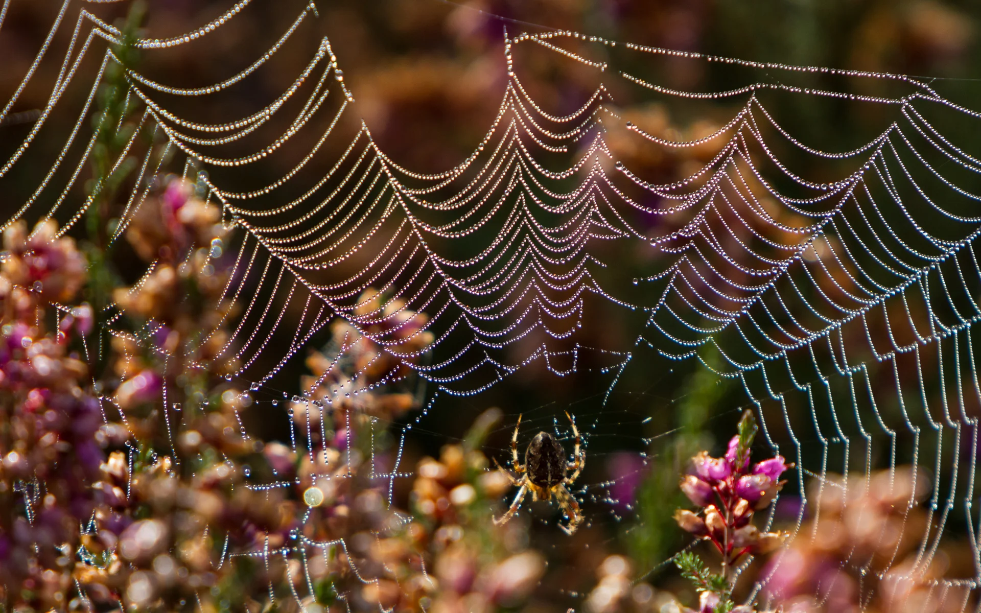 Dew forms on a spiders web