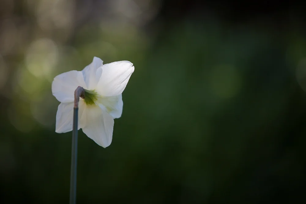 Av Mode - ISO 200 - f/2.8 - 1/1250