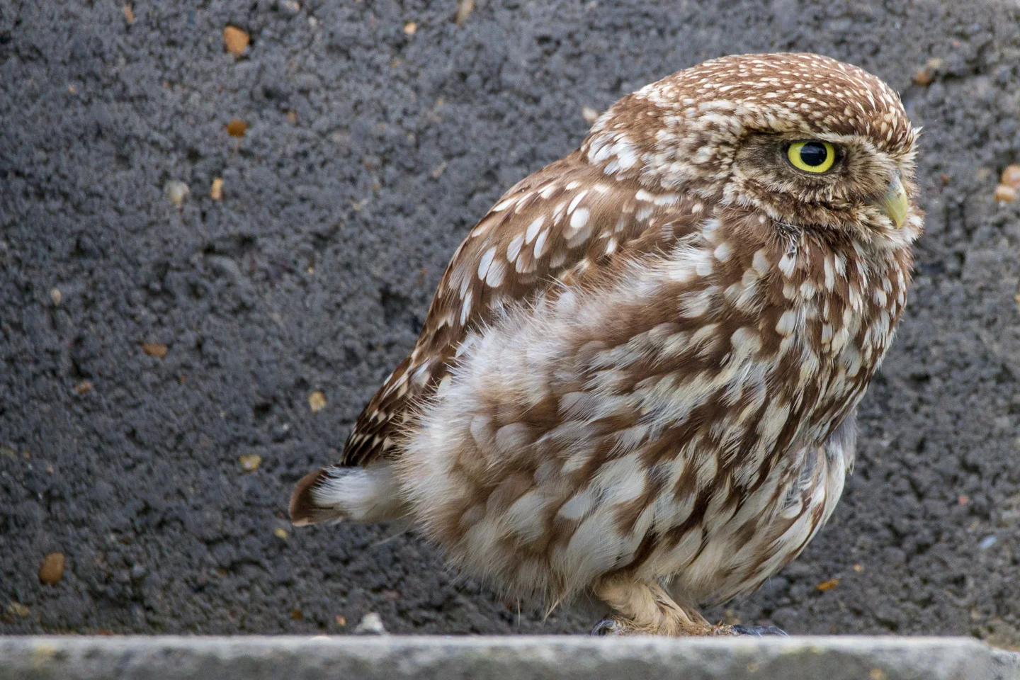 Little Owl