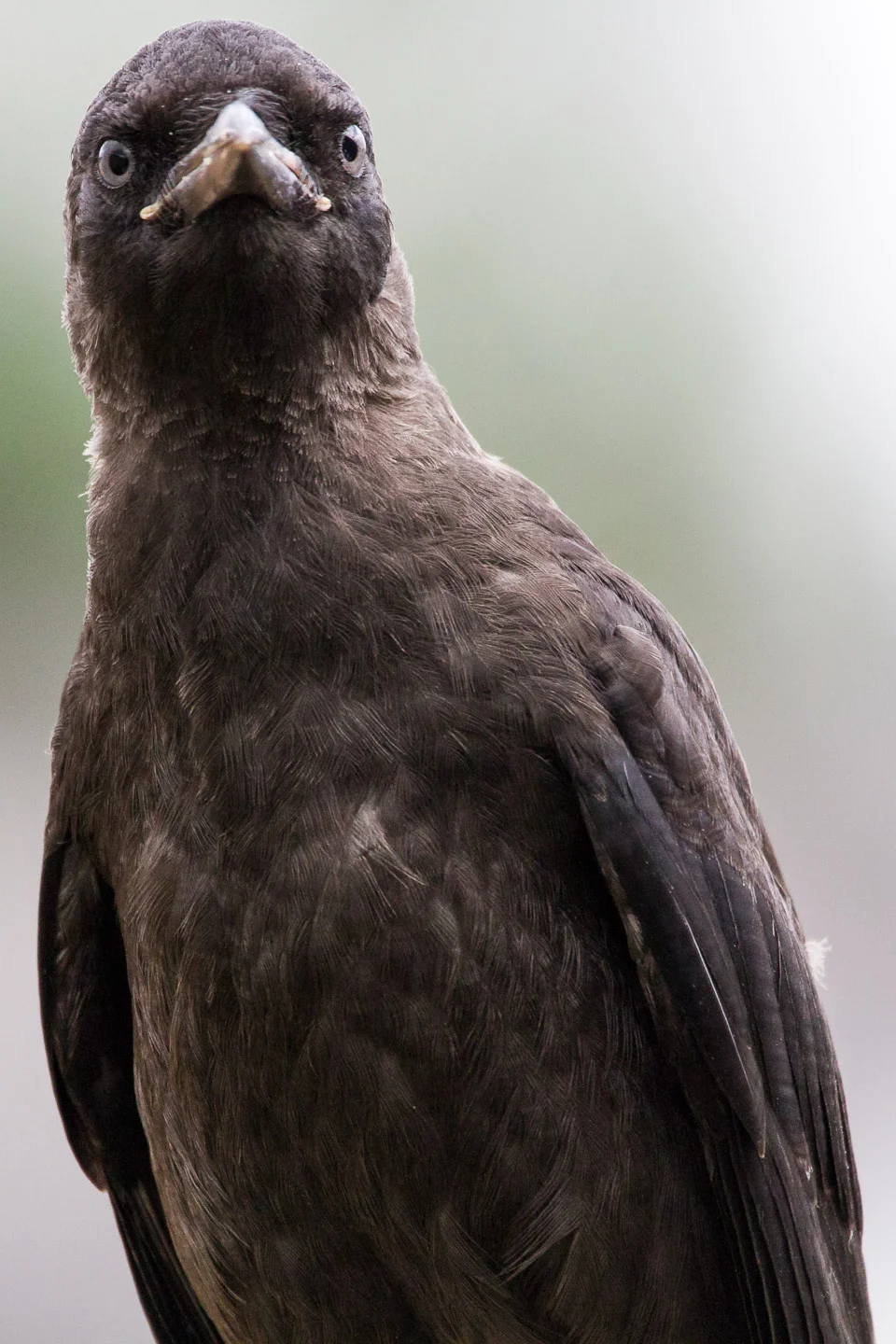 Juvenile Jackdaw