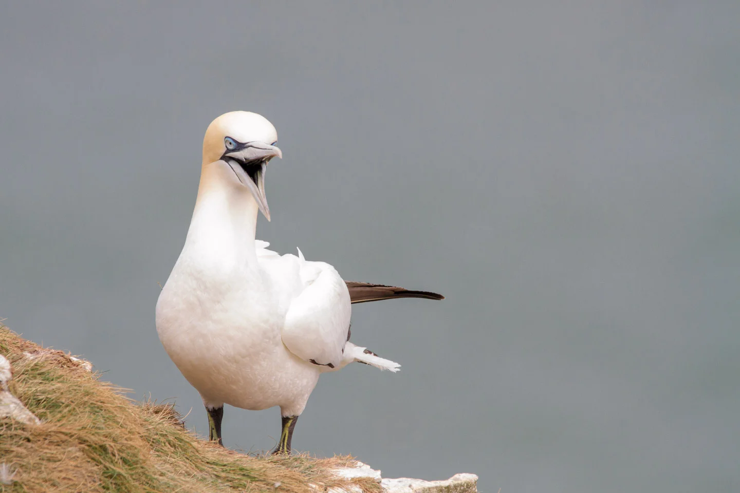 A Gannet calls