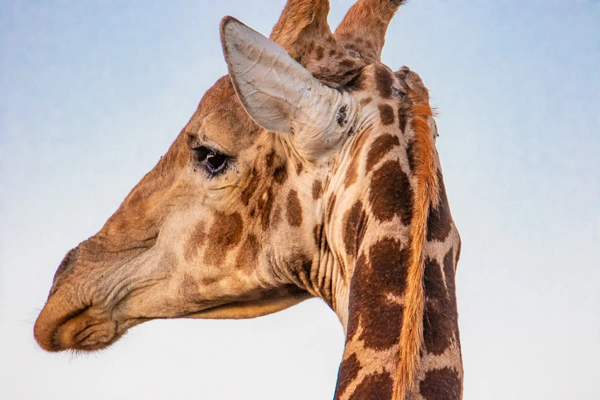 Giraffe