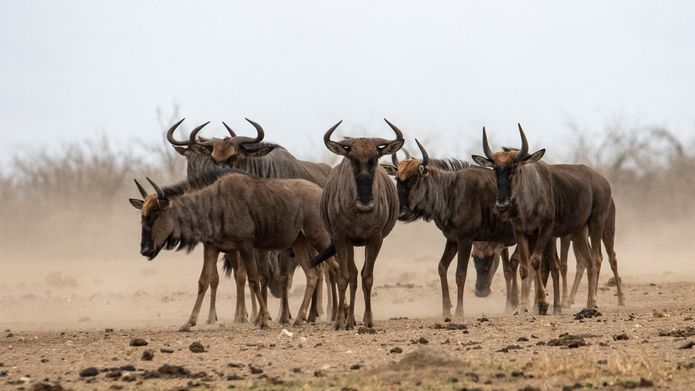 A group of wildebeest approaching the waterhole stop to observe us