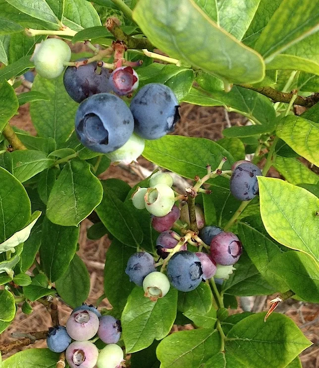 Earliblue have arrived, with additional varieties to ripen over the month of June!