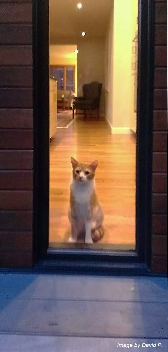 Utah window cat.jpg