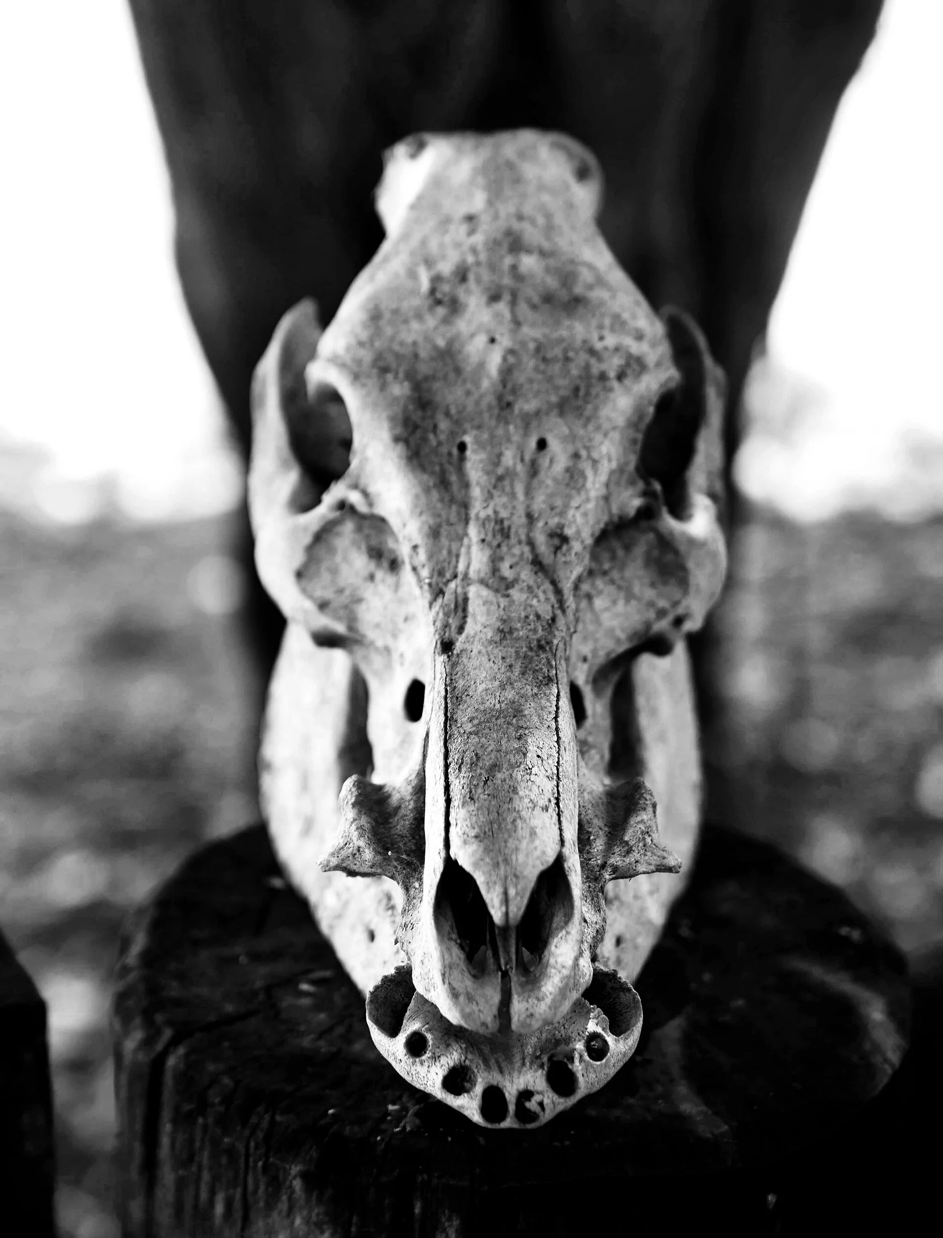 Skull_Pantanal-976.jpeg