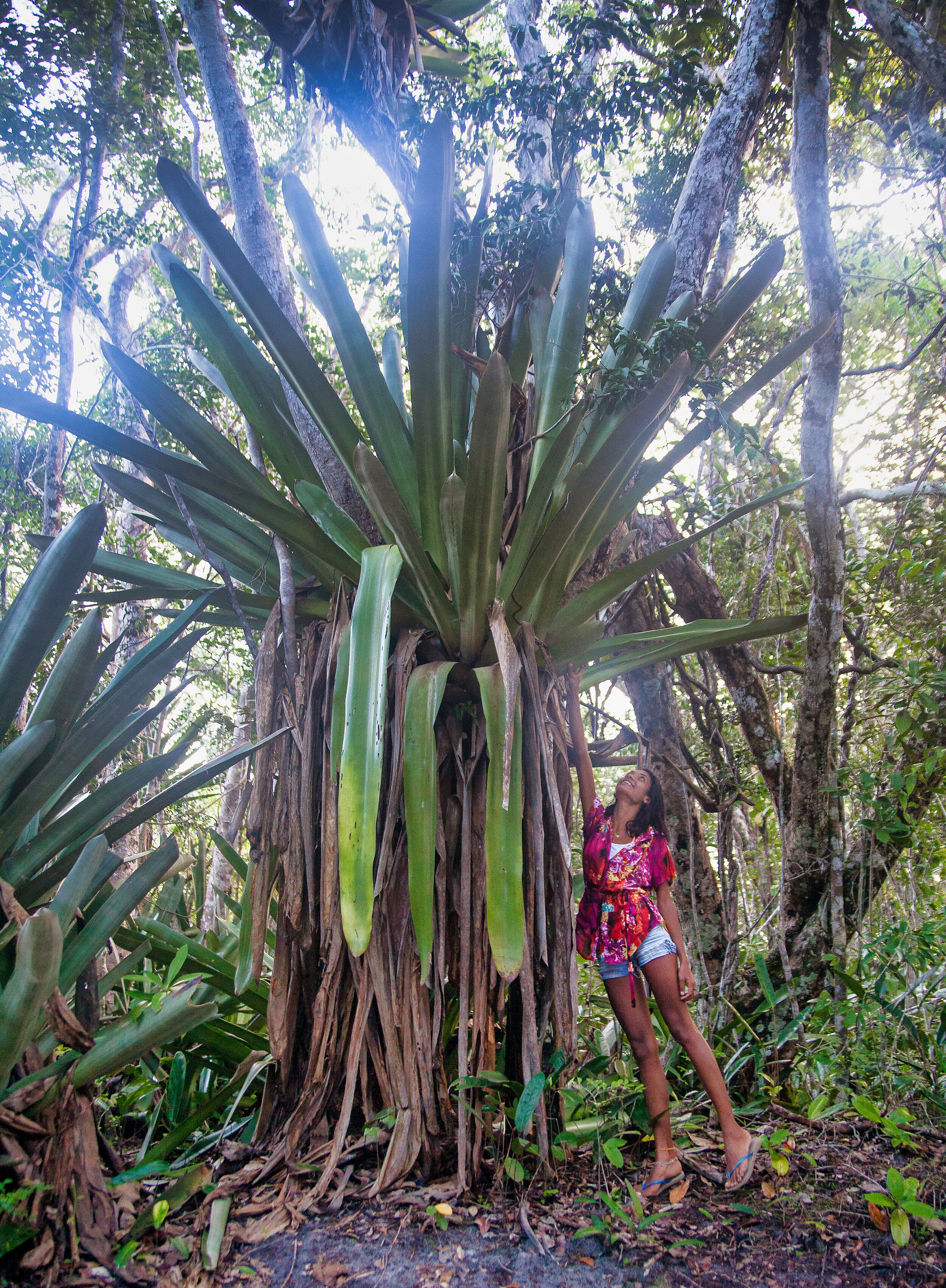 Bromélia Gigante_Maraú_Bahia-1120.jpeg