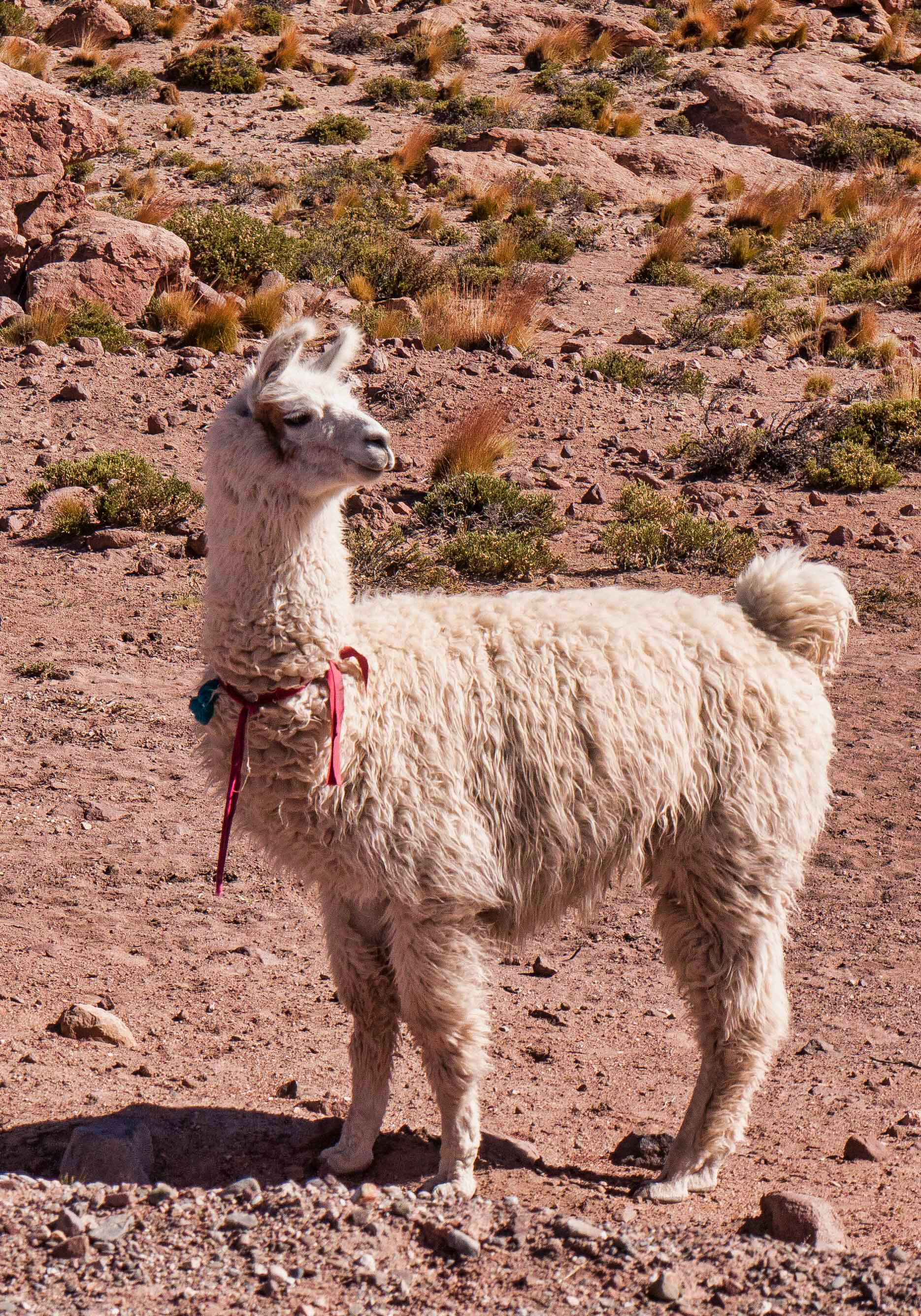 Alpaca_Atacama-3176.jpeg