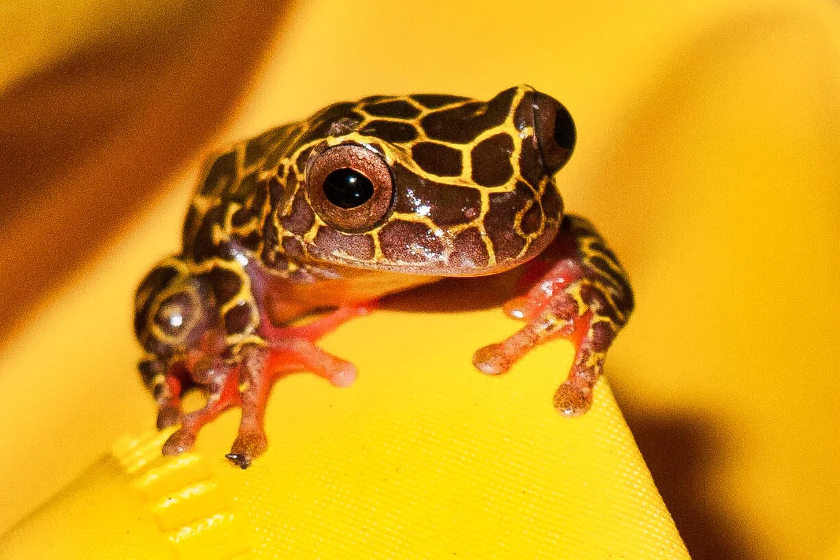 Frog_Mamirauá-2304.jpeg