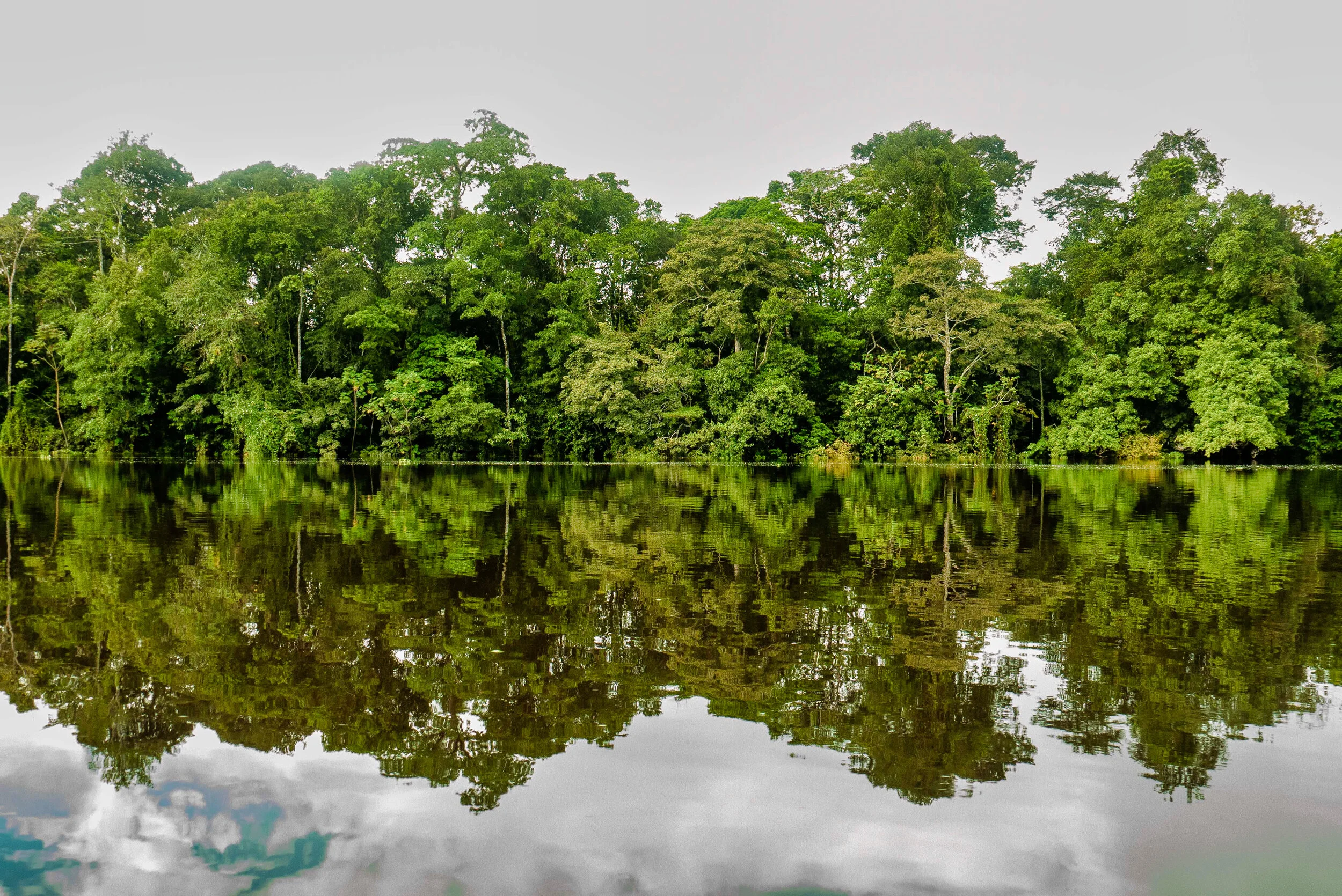 Reflexo_Mamirauá-1651.jpeg