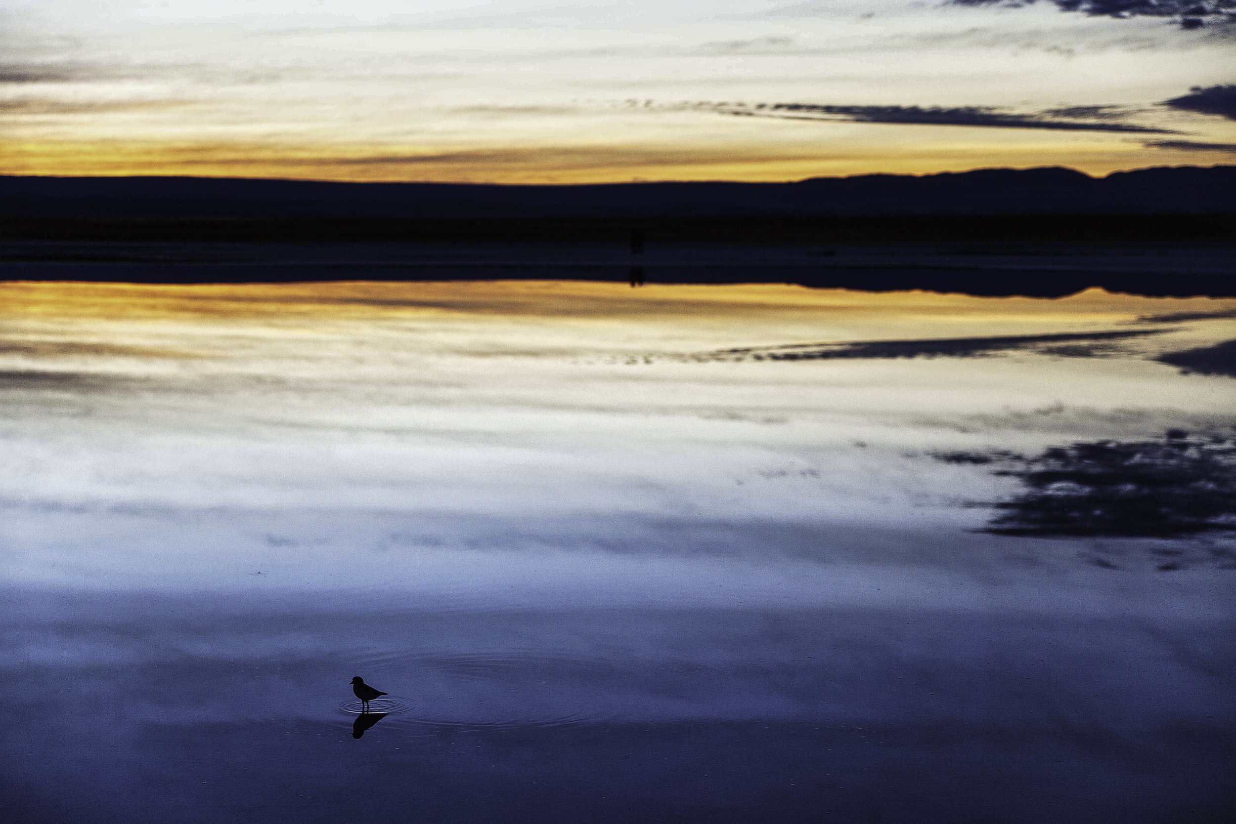 Bird in the Atacama-1993.jpeg