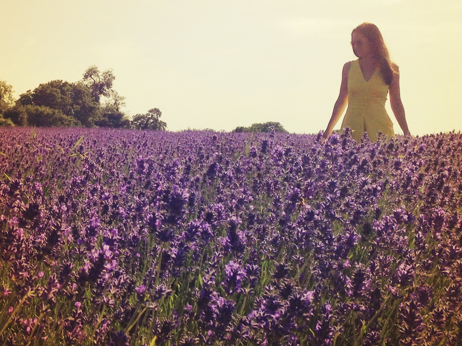 England's Lavender Past — and its Hopeful Future