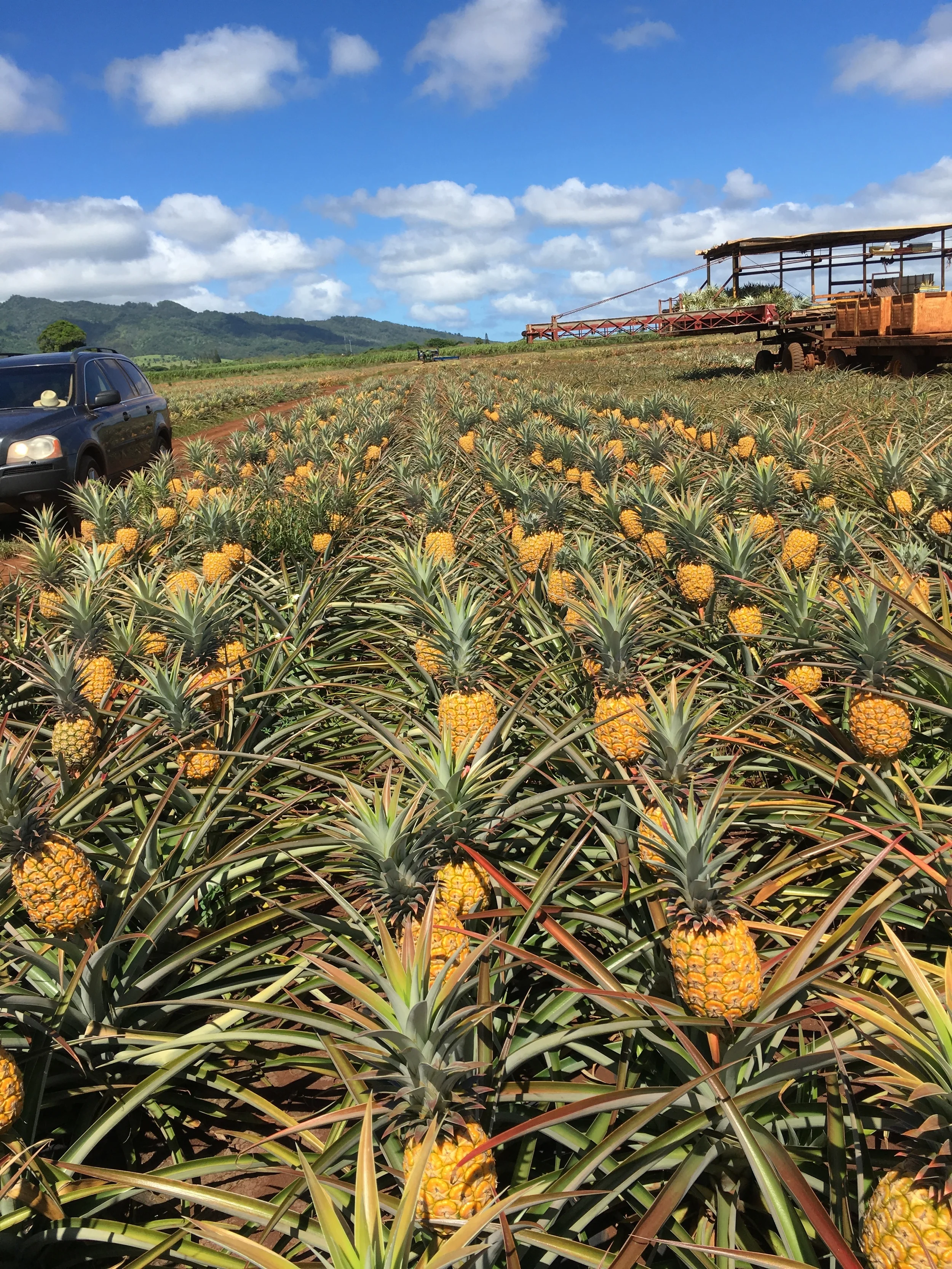 A field of Hawaiian Crown pineapples ready to be harvested. - Photos (top and bottom) by Craig Bowden