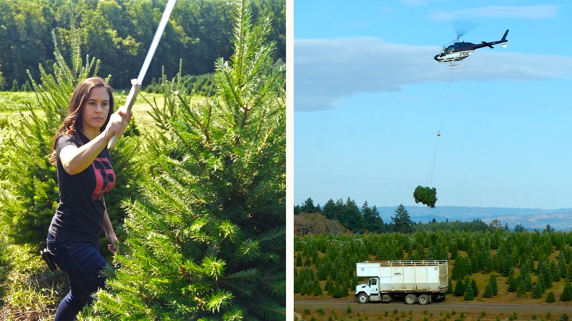 A woman, Nicole Jolly, holding a knife as she trims a Christmas tree, and a helicopter carrying a large bundle of evergreens over a Christmas tree farm with a truck and trees below.