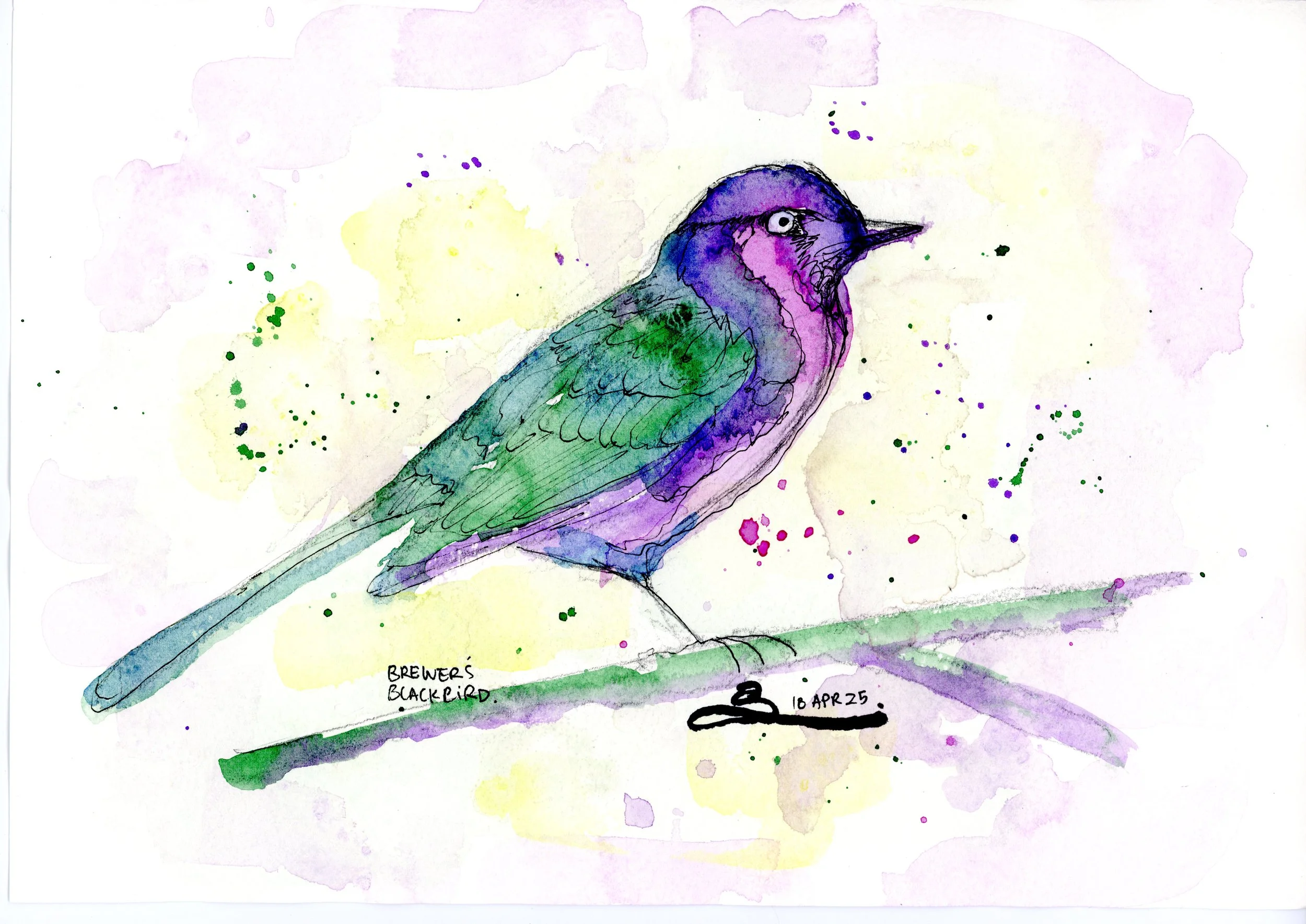 Art Deco Birds: Brewer's Blackbird