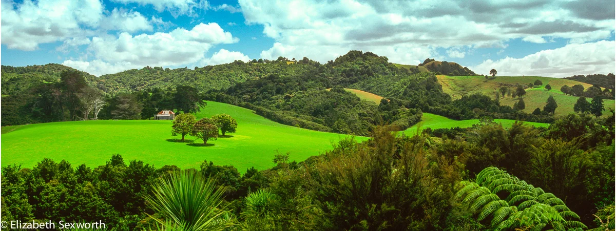 tree trio nz panoramic.jpg