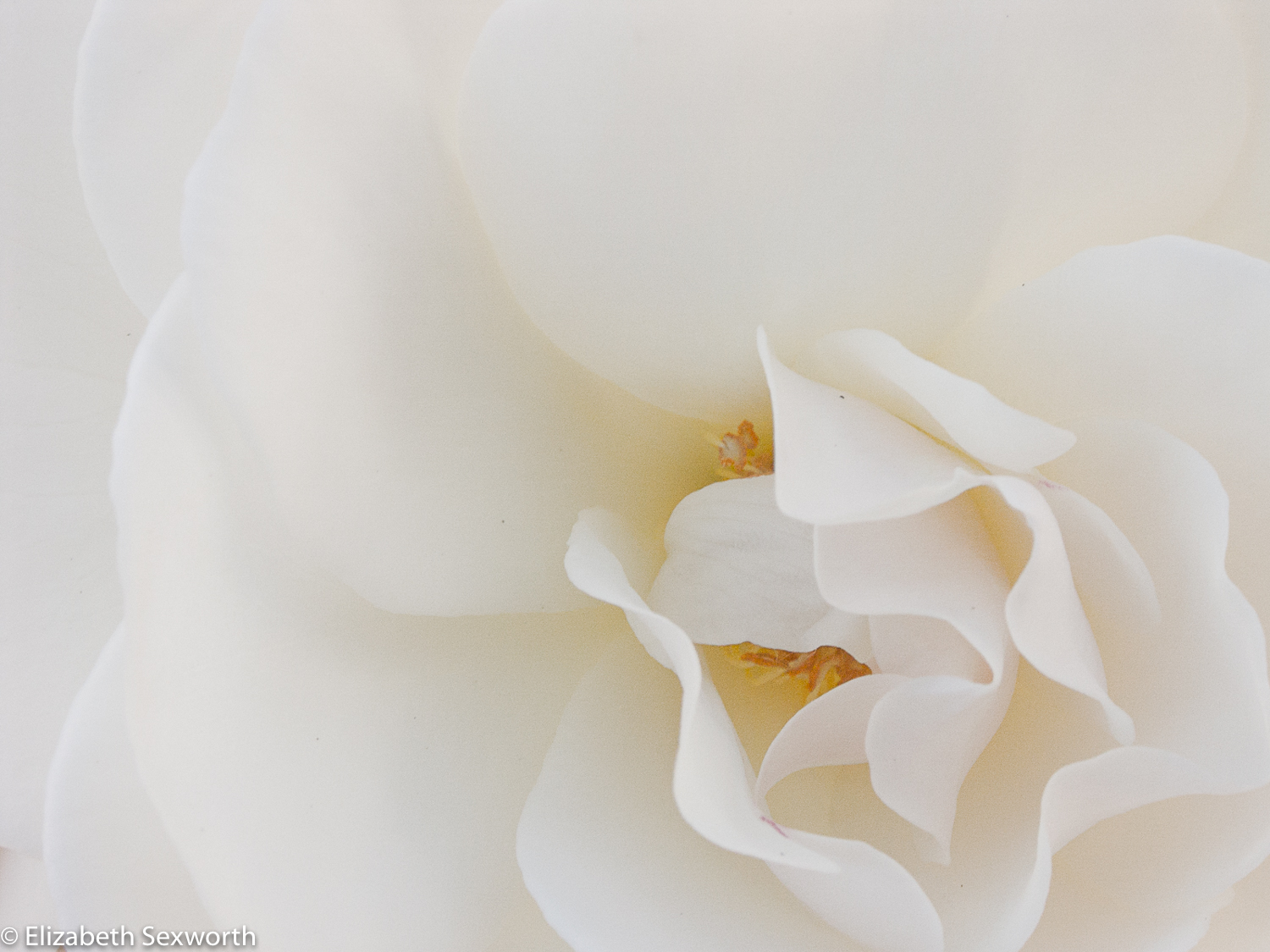 White Rose for canvas gallery print-2.jpg