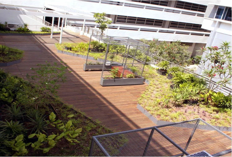 coconut-deck-1.jpg