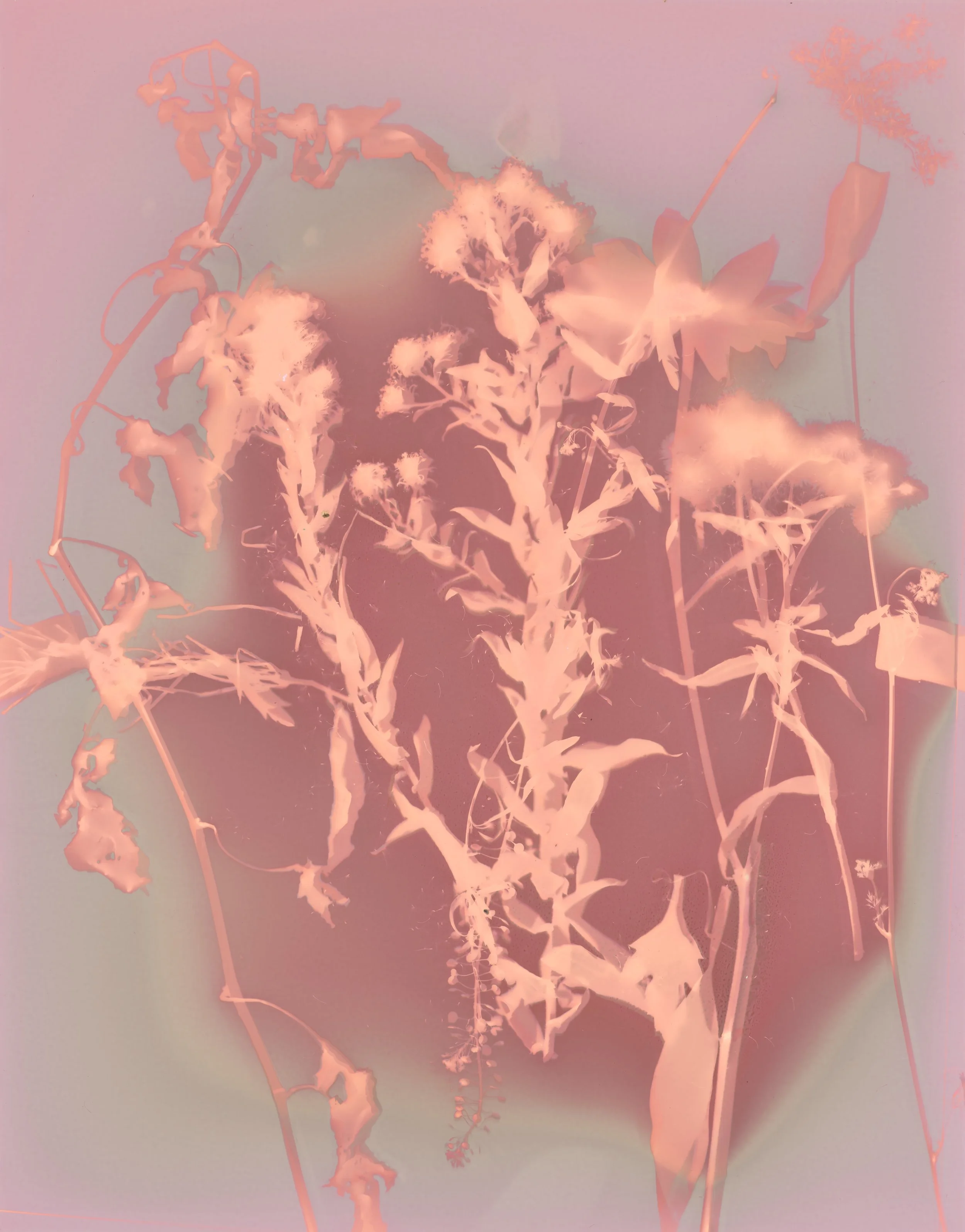EK_Lumen Print 1_JTedit.jpg
