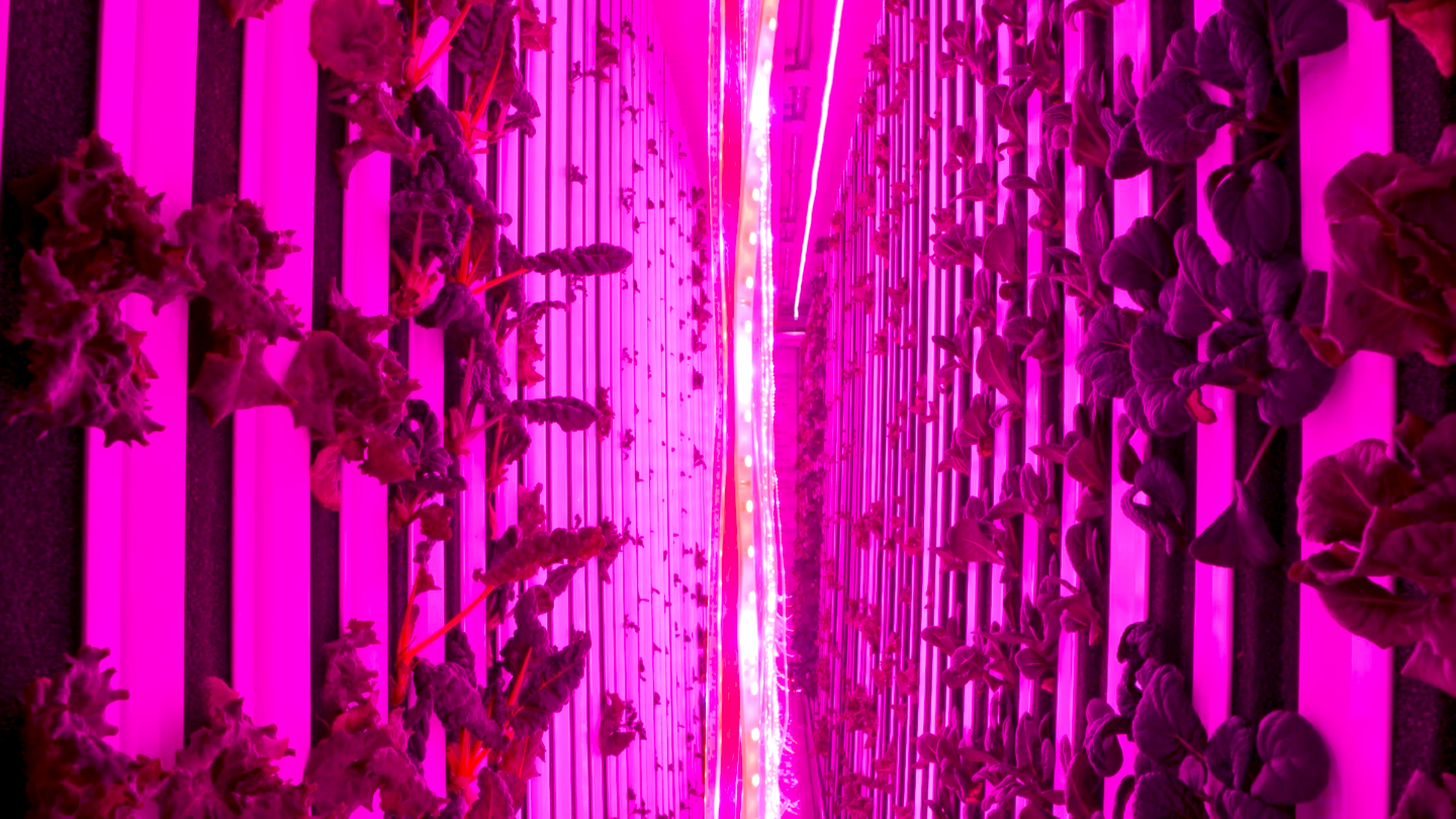 The Future Farm (Copy)