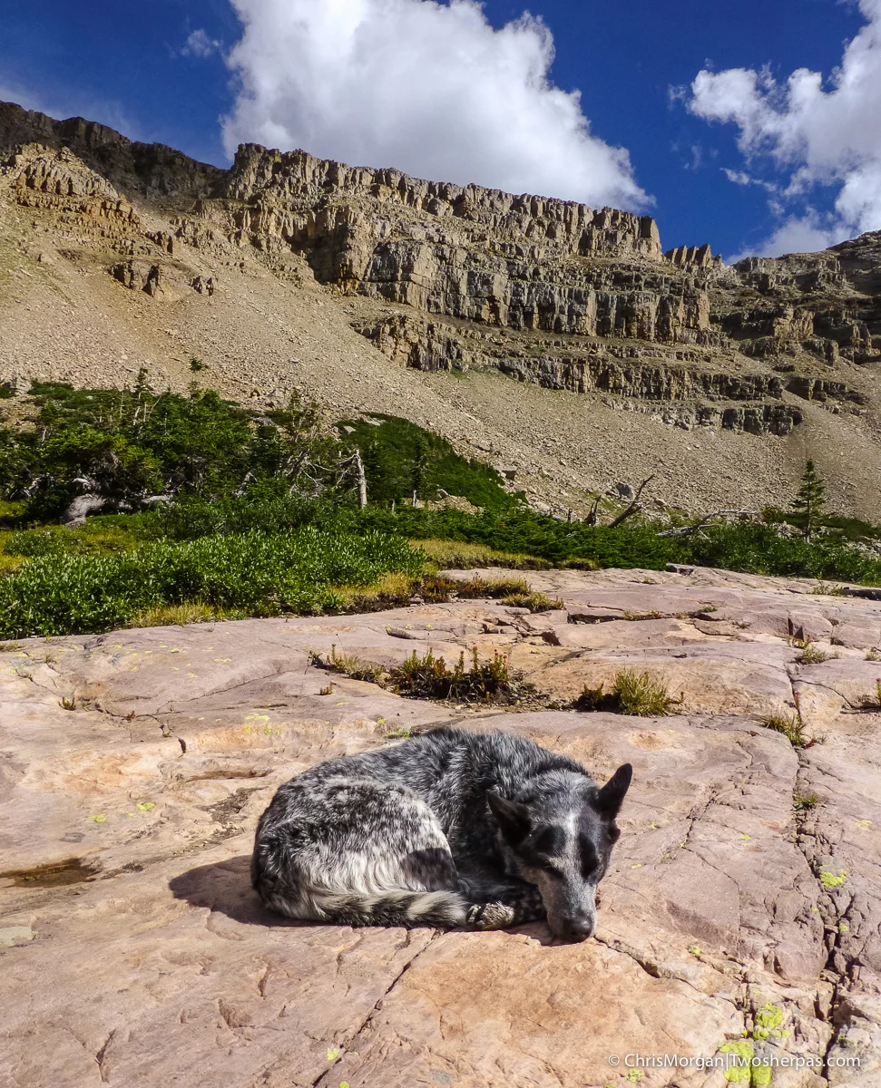 Our faithful companion taking a much needed rest from chasing chipmunks.