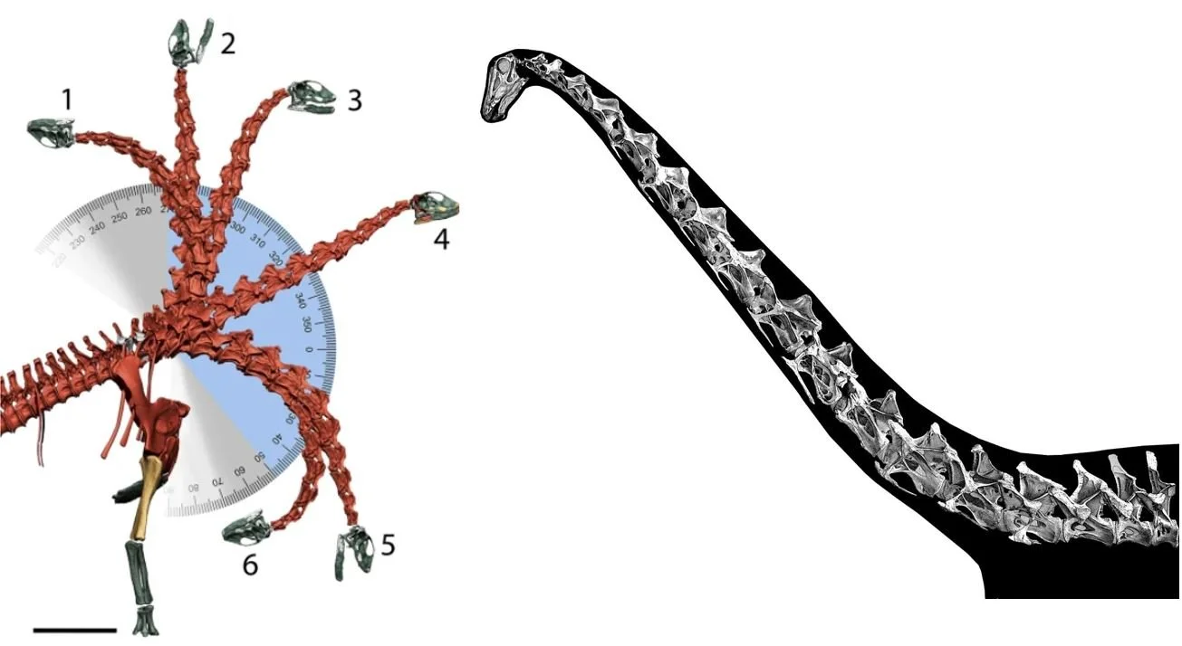 Darren Naish on X: A common criticism from those who know something of the  sauropod fossil record (myself included) is that the mokele-mbembe isn't  consistent with what we know of sauropods today.