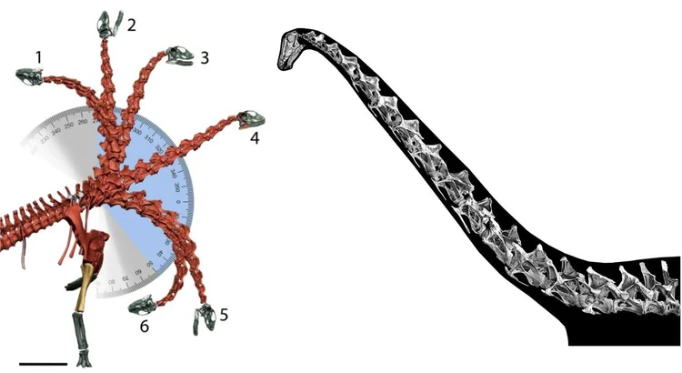 Alan Feduccia’s Romancing the Birds and Dinosaurs: Forays in Postmodern ...