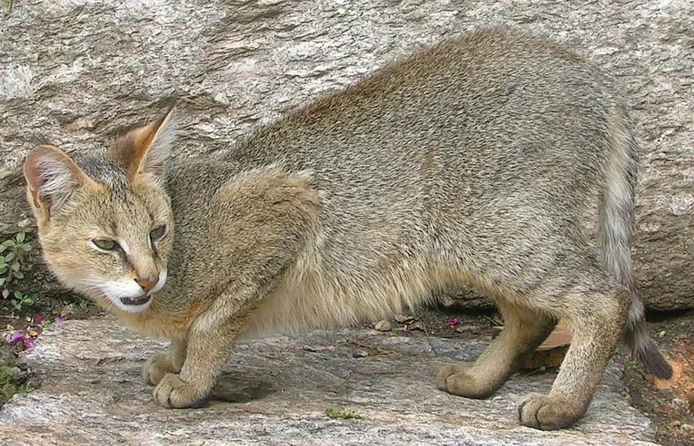 Top 111+ Animals that belong to cat family - Merkantilaklubben.org