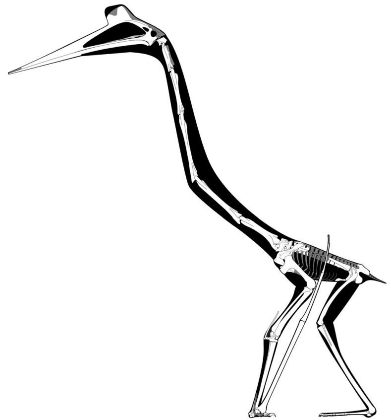 Species New to Science: [Paleontology • 2017] Argentinadraco barrealensis •  A New Azhdarchoid Pterosaur (Pterosauria, Pterodactyloidea) with An Unusual  Lower Jaw from the Portezuelo Formation (Upper Cretaceous), Neuquén Group,  Patagonia, Argentina