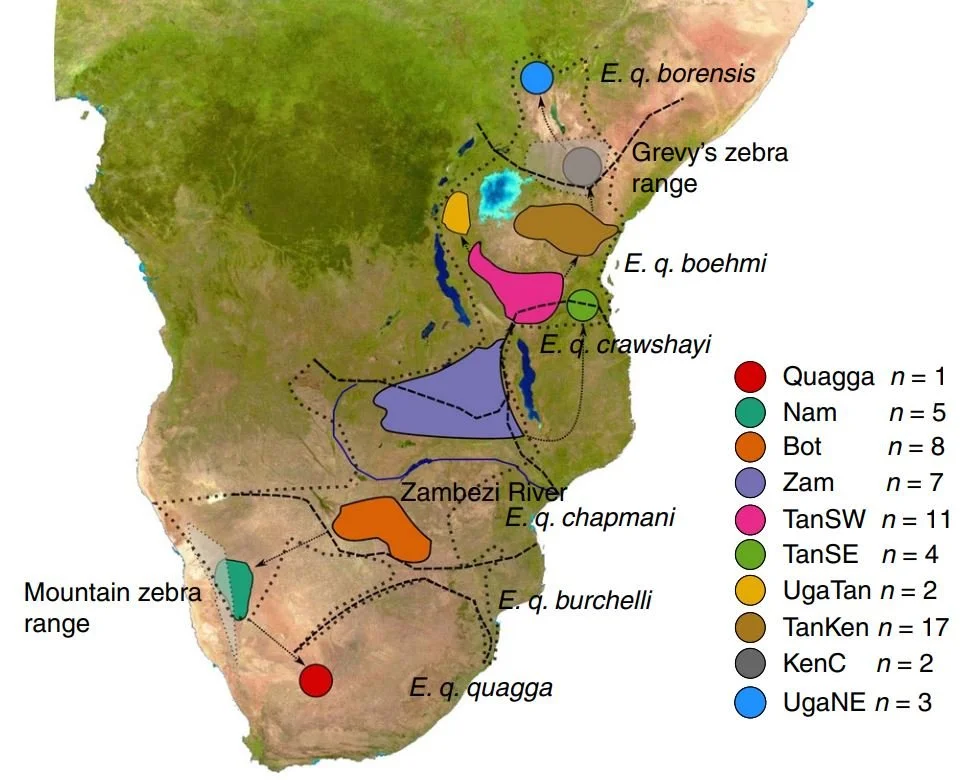 Zebras No Mapa De Africa