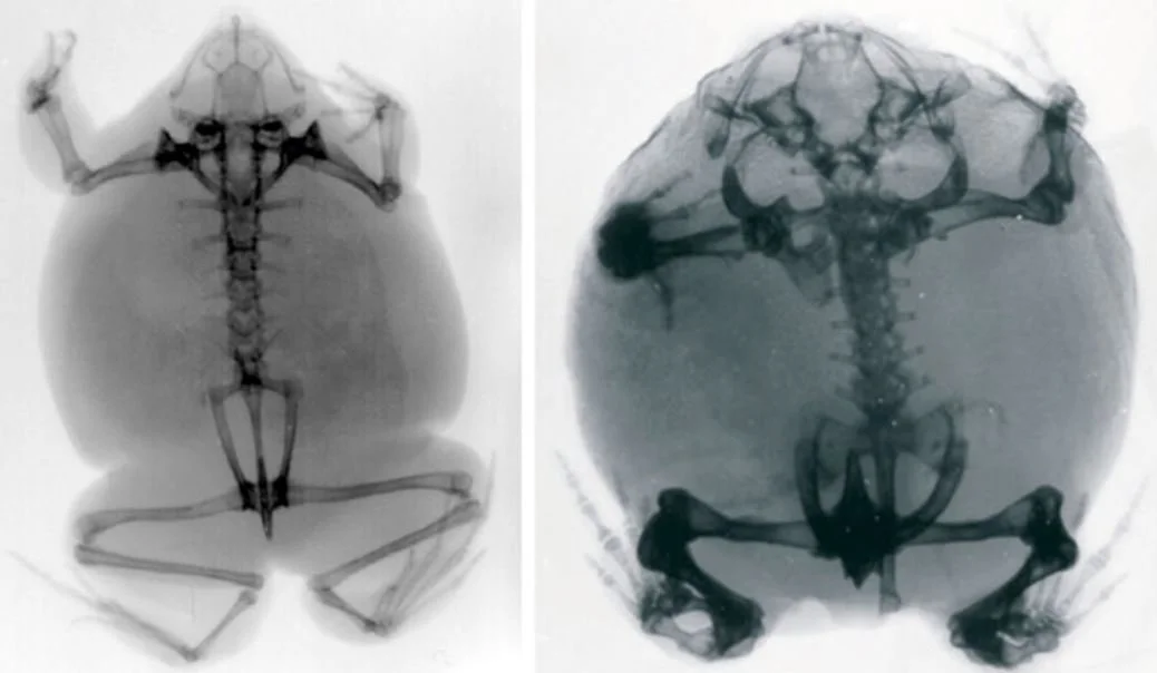 The Remarkably Weird Skeletons of Frogs — Tetrapod Zoology